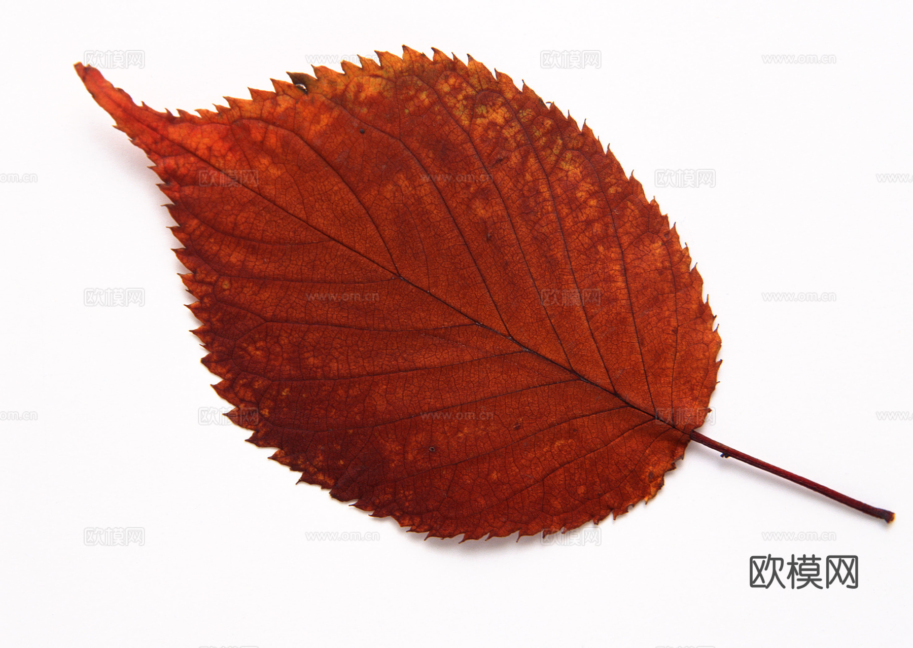 树叶纹理  秋天树叶下载