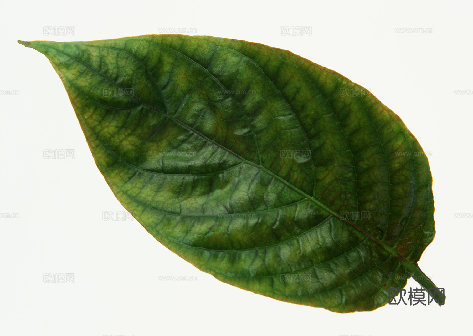 树叶纹理  草叶纹理 树叶草叶下载