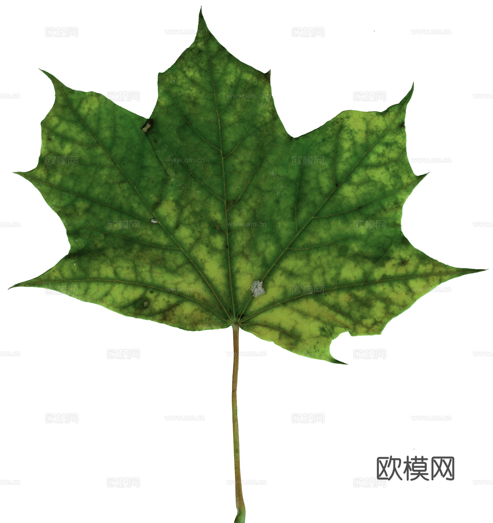 树叶草叶 树叶纹理  草叶纹理下载