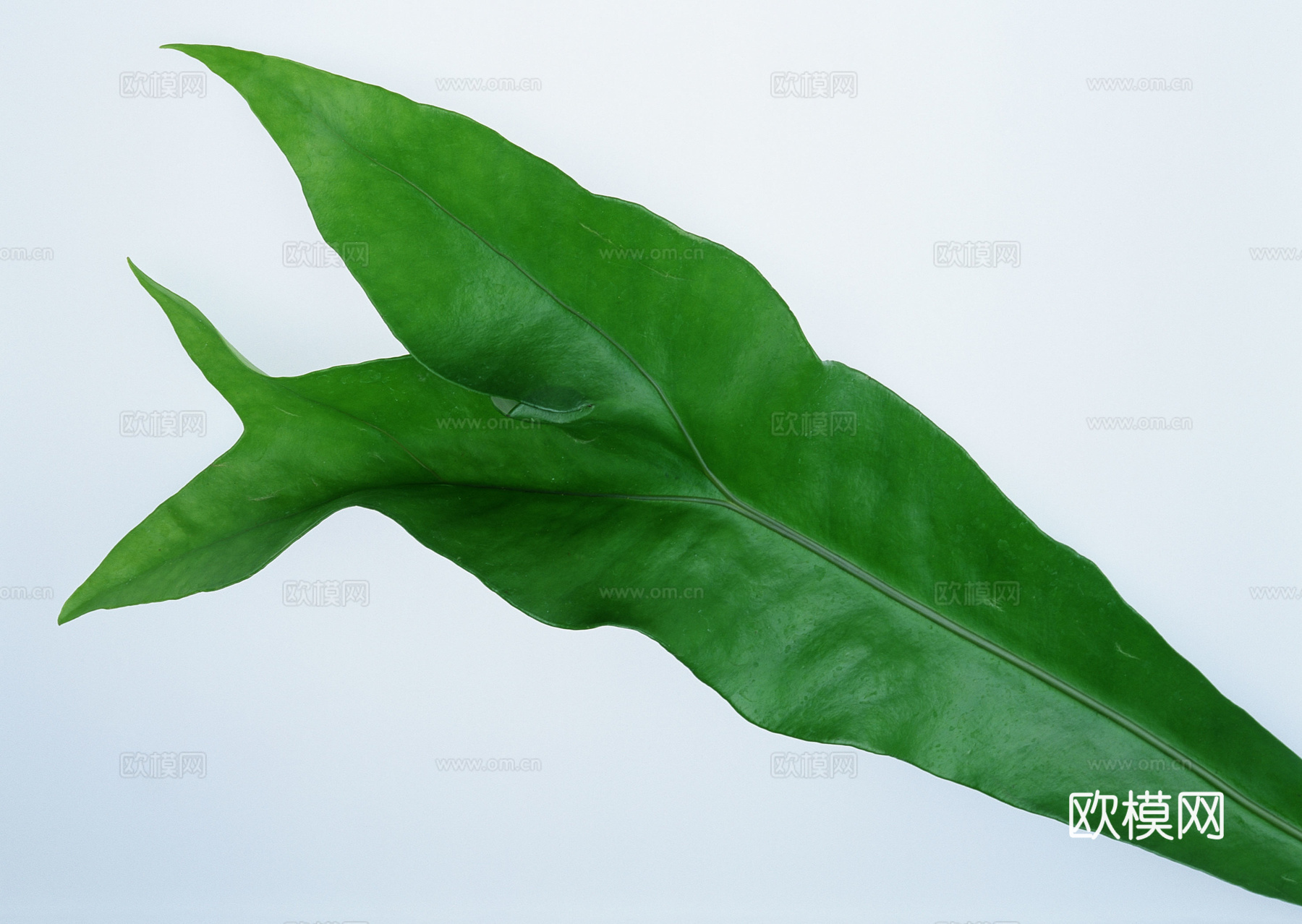 树叶纹理  草叶纹理 树叶草叶下载