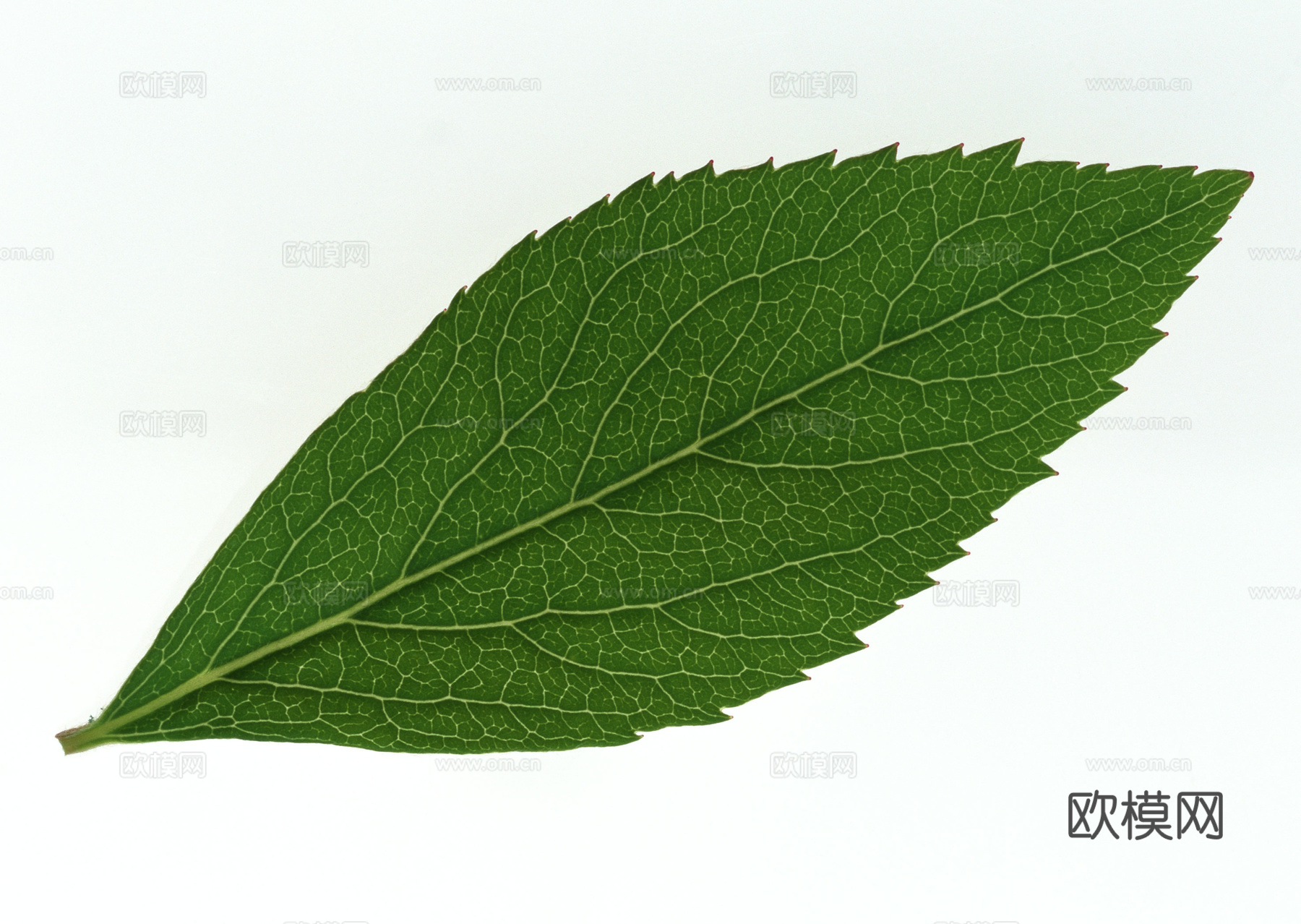 树叶草叶 树叶纹理  草叶纹理