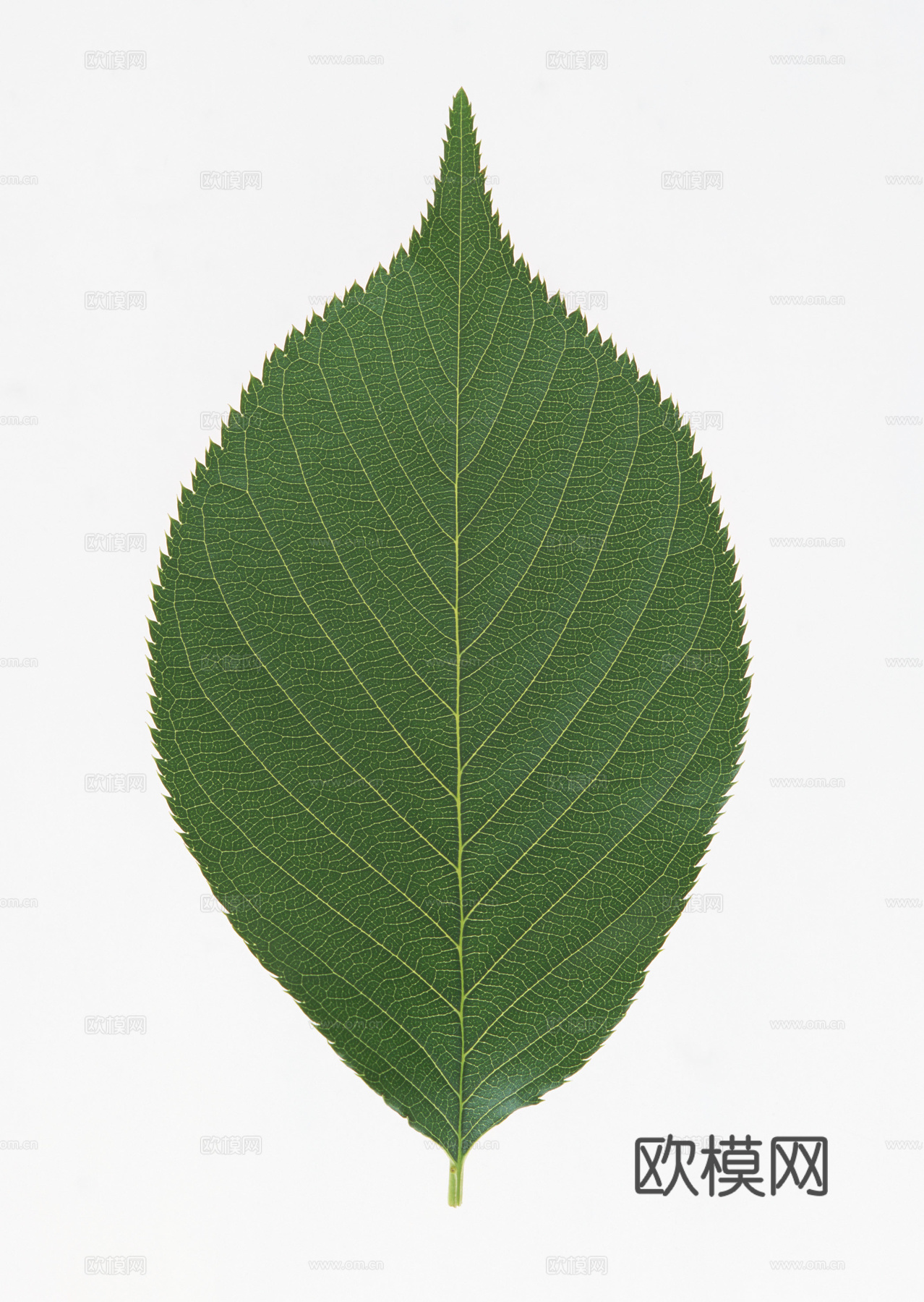 树叶草叶 树叶纹理  草叶纹理下载