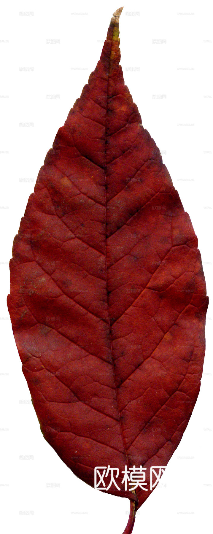 树叶纹理  秋天树叶下载