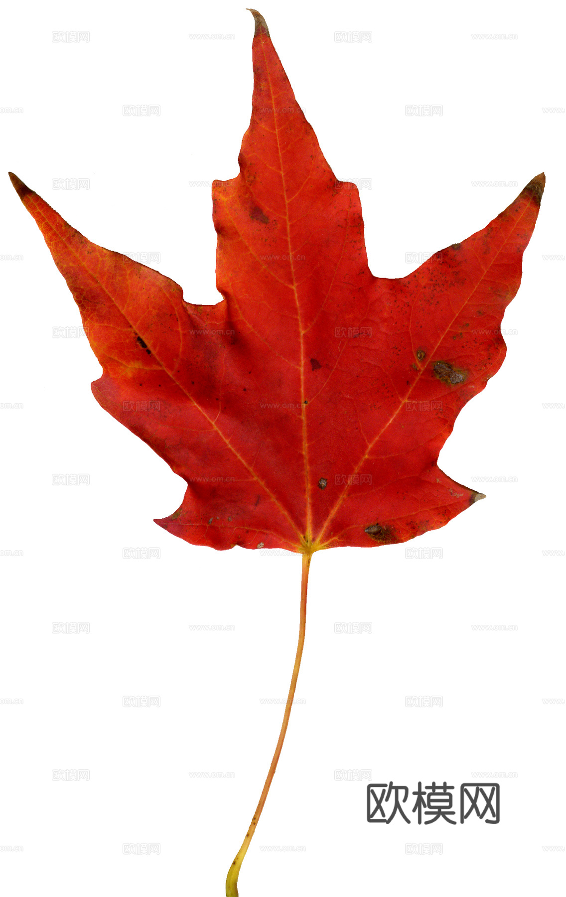 树叶纹理  秋天树叶下载