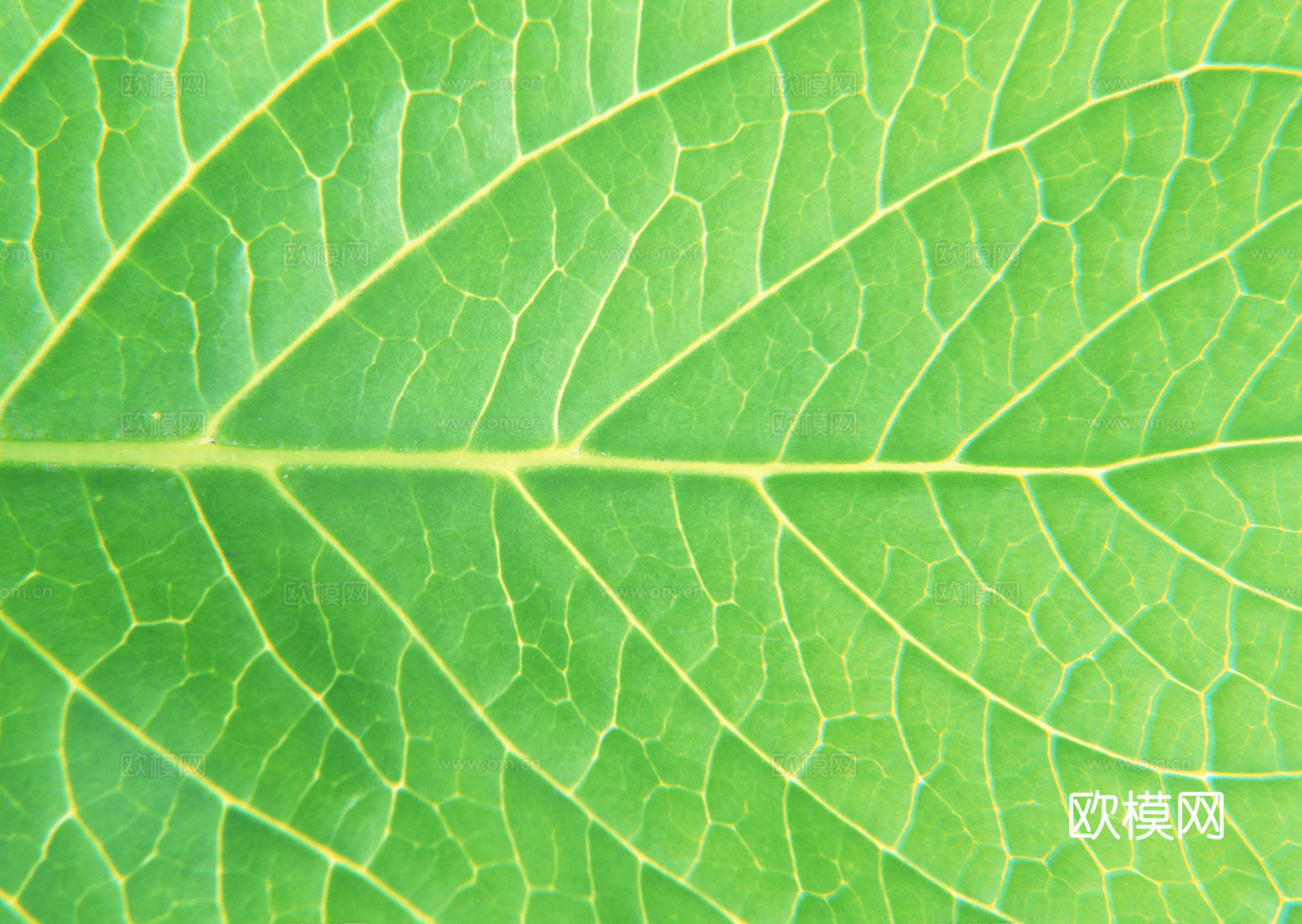 树叶纹理  草叶纹理 树叶草叶下载