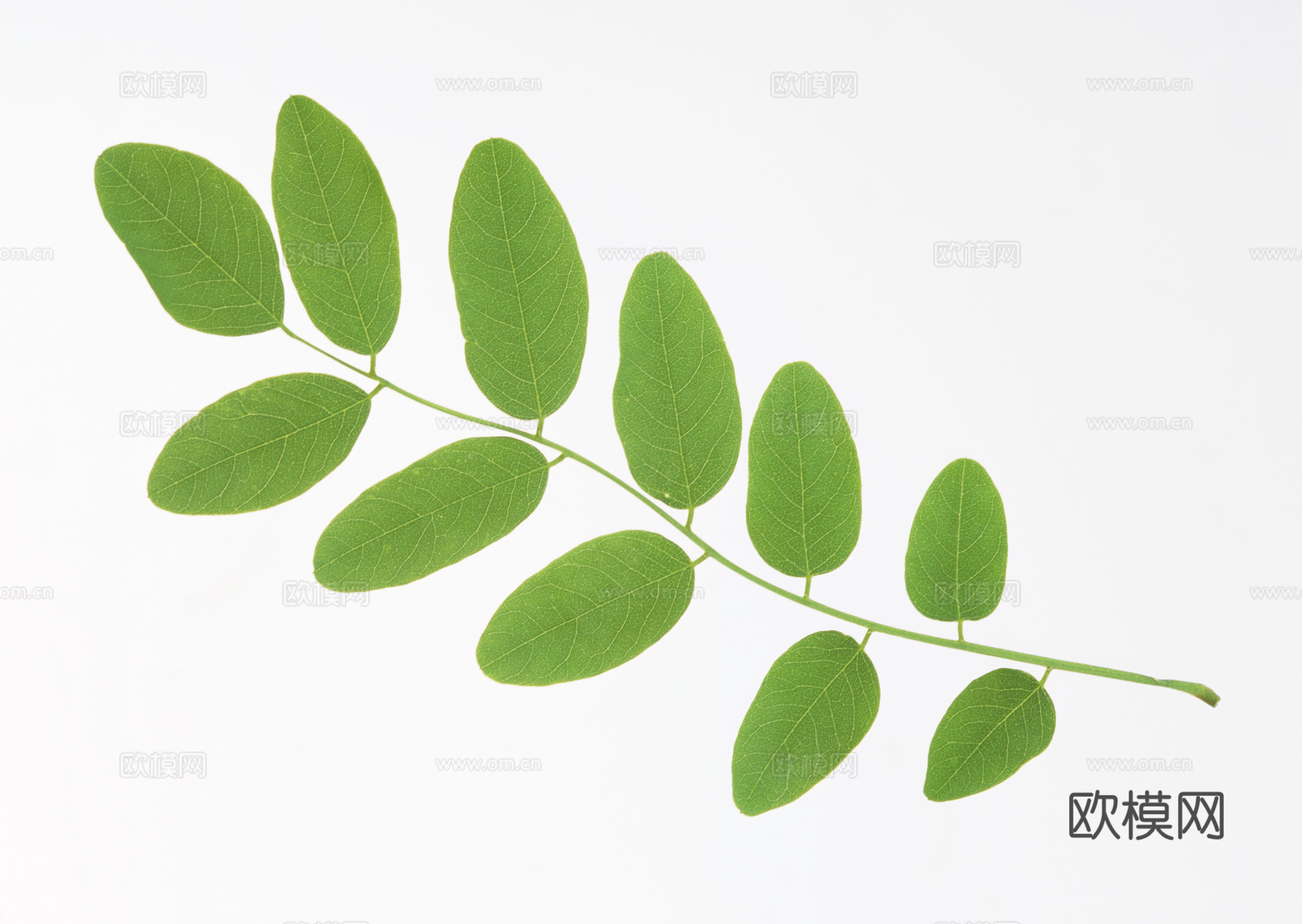 树叶草叶  树叶纹理  草叶纹理下载