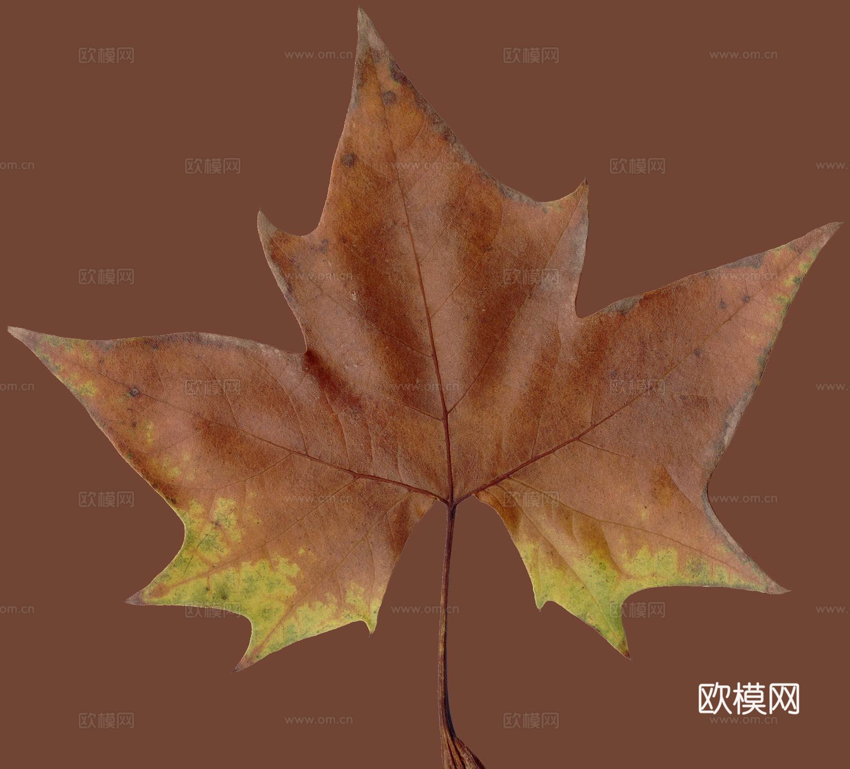 树叶纹理  秋天树叶下载