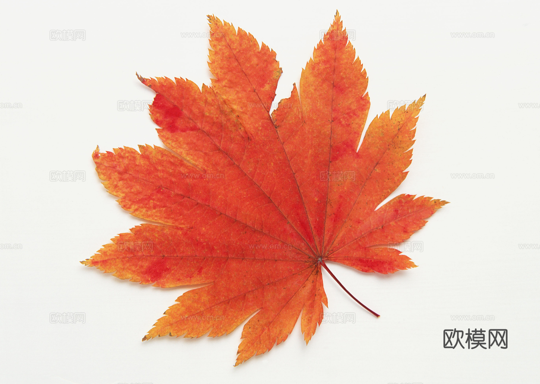 树叶纹理  秋天树叶下载