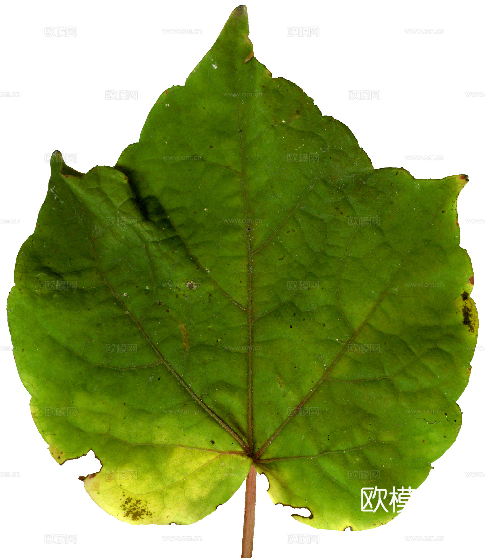 树叶纹理  草叶纹理 树叶草叶下载