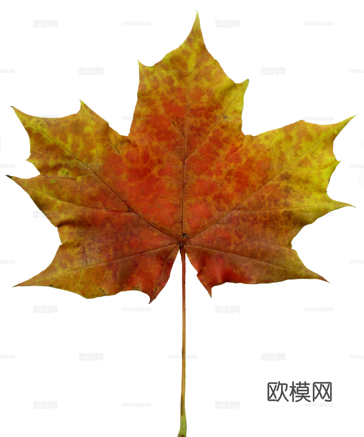 树叶纹理  秋天树叶下载