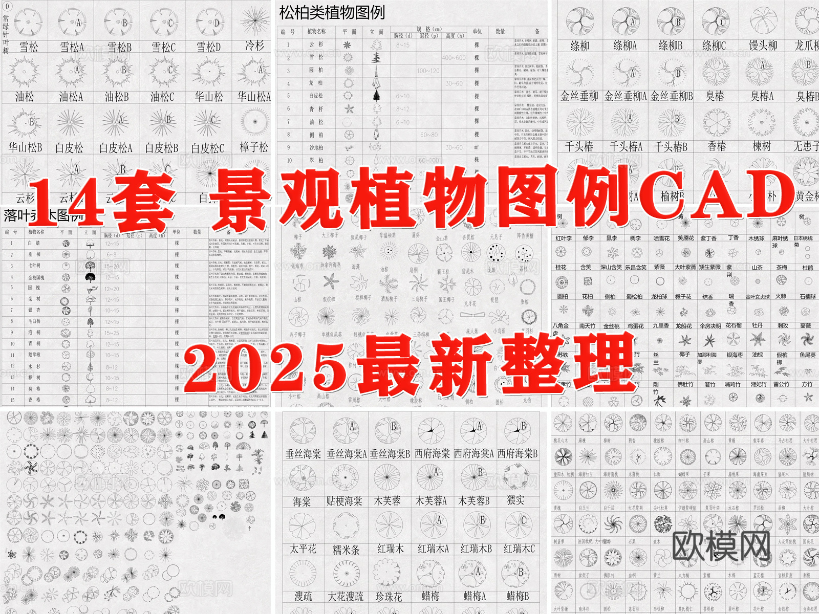 植物图例 苗木表 植物 绿植 树木cad施工图