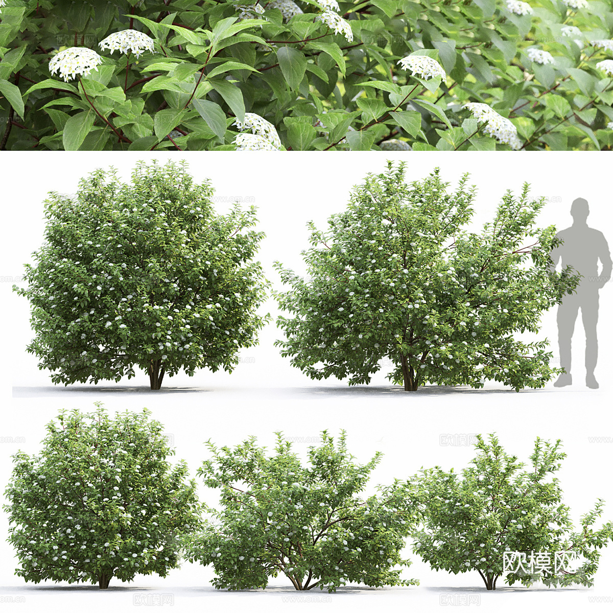 山茱萸 灌木3d模型
