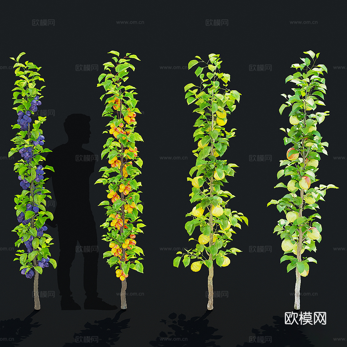 柱状果树 杏 李子 苹果树3d模型