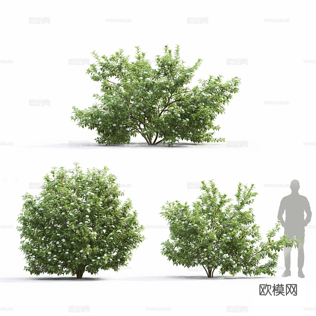 山茱萸 灌木3d模型