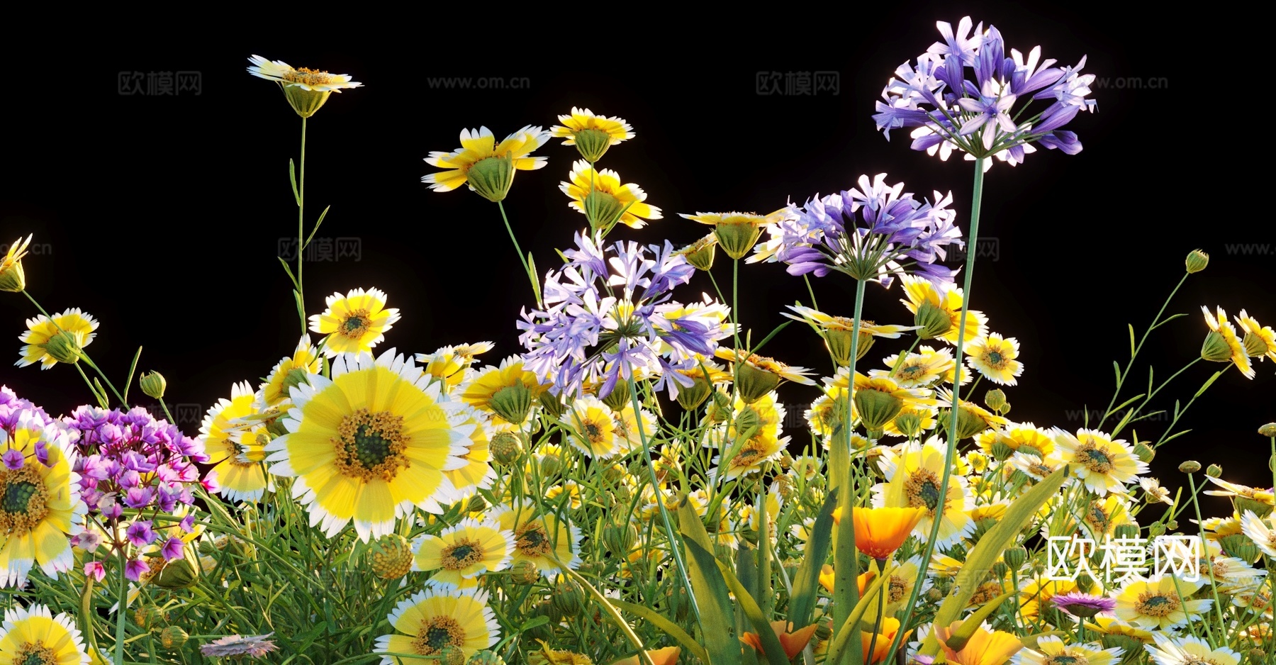 花草 小雏菊 紫色花3d模型