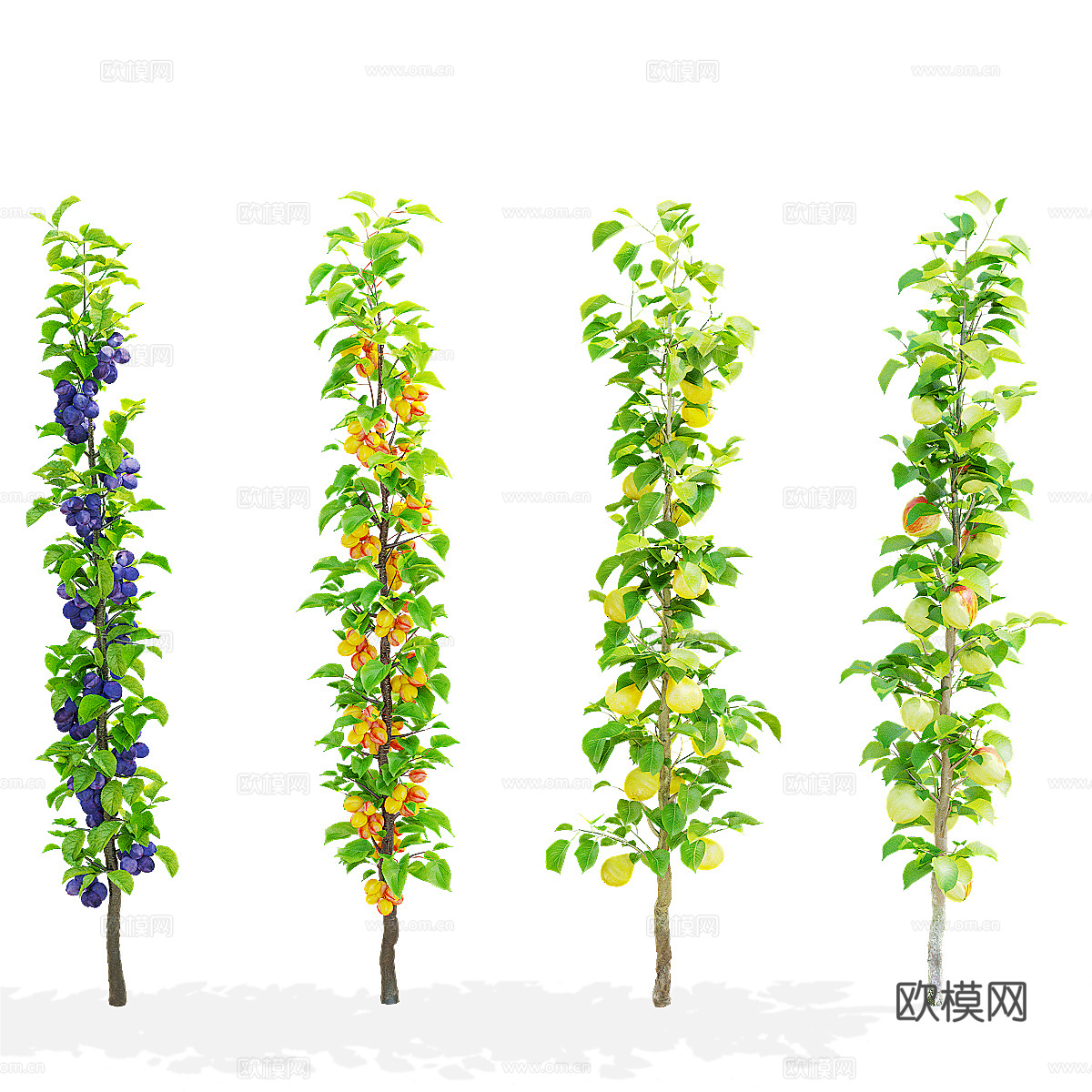 柱状果树 杏 李子 苹果树3d模型