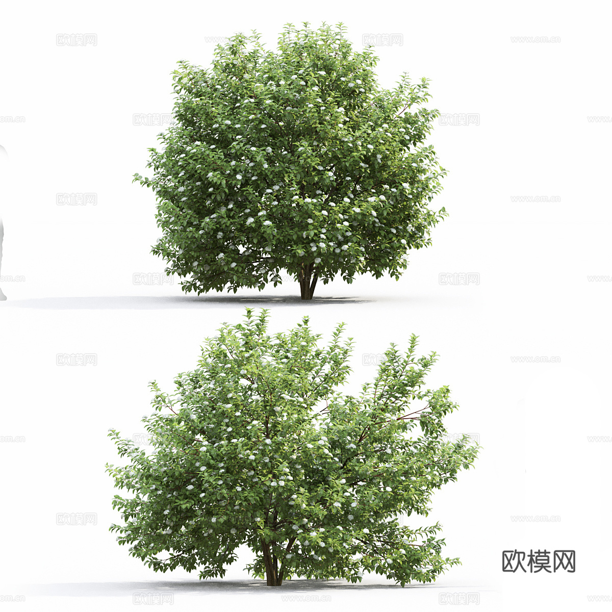 山茱萸 灌木3d模型