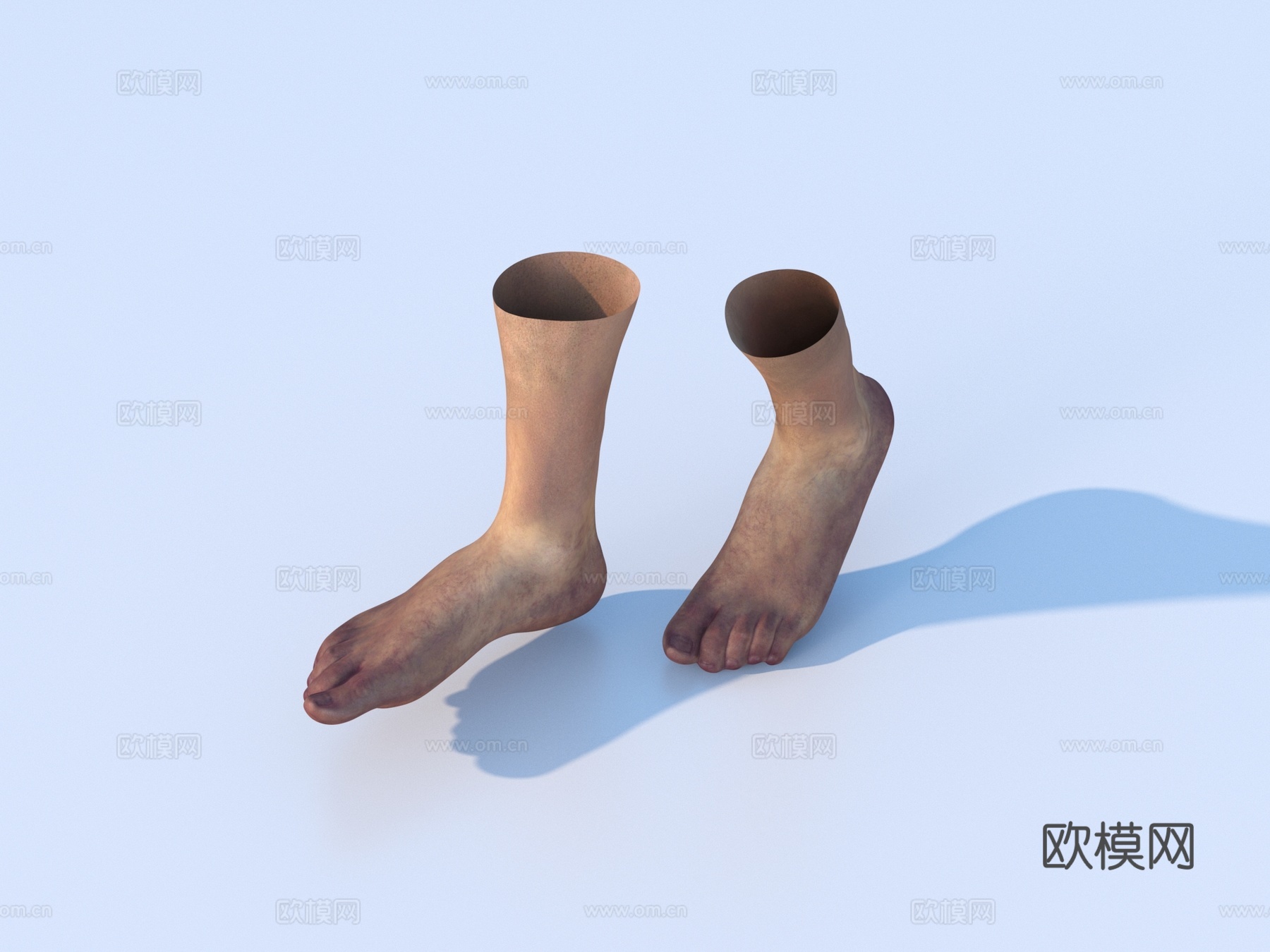 脚 人体脚 医学3d模型