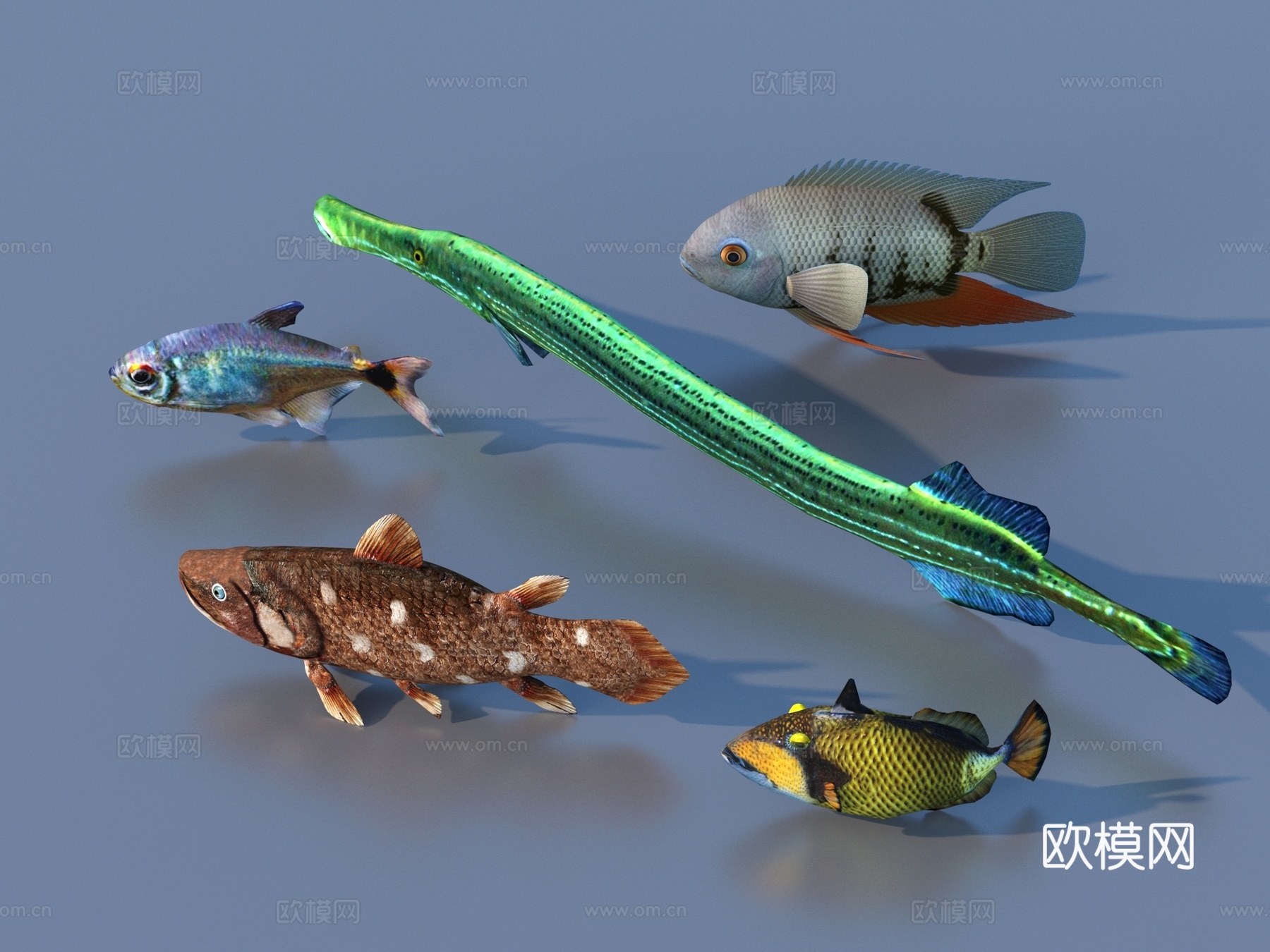 鱼 淡水鱼 海鱼 动物 游戏动物3d模型
