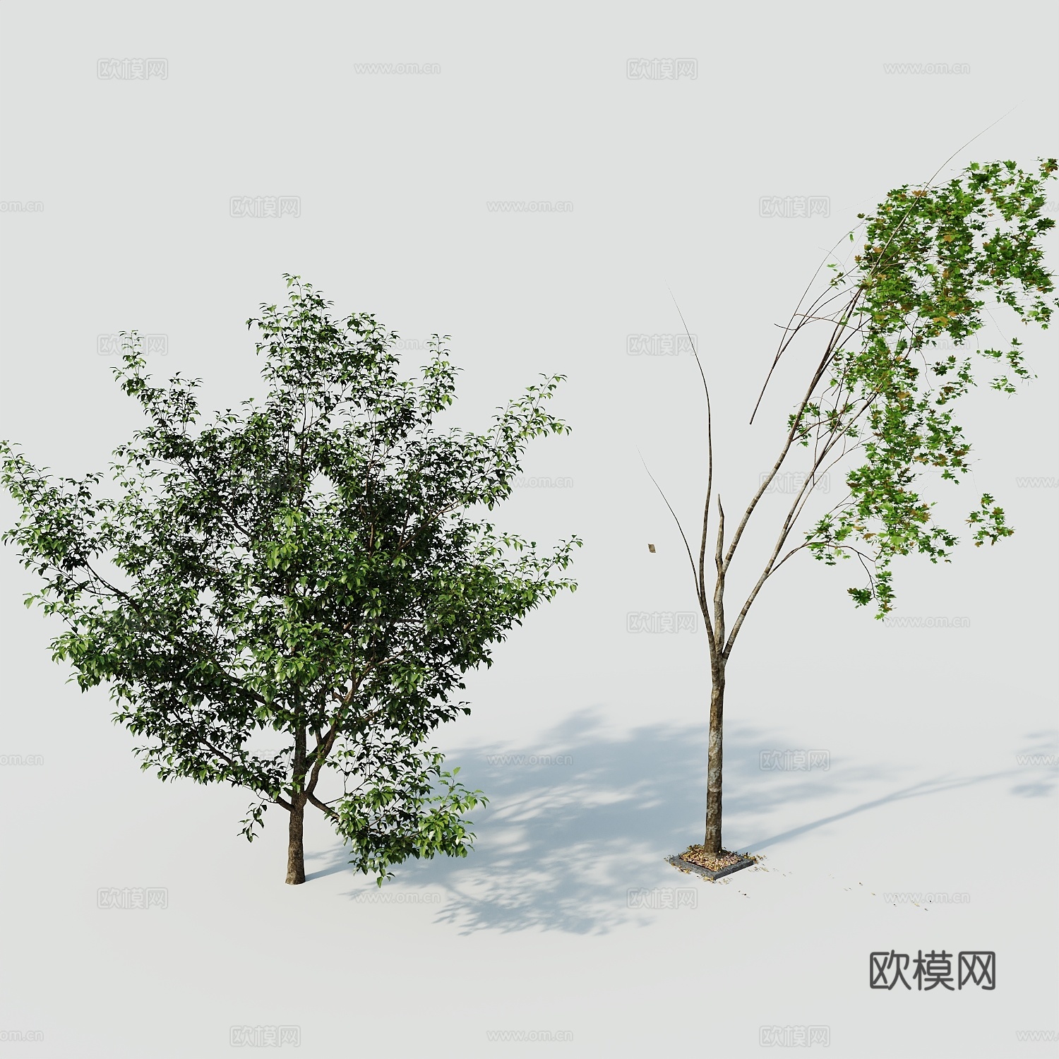 树景观树绿植树绿化树3d模型