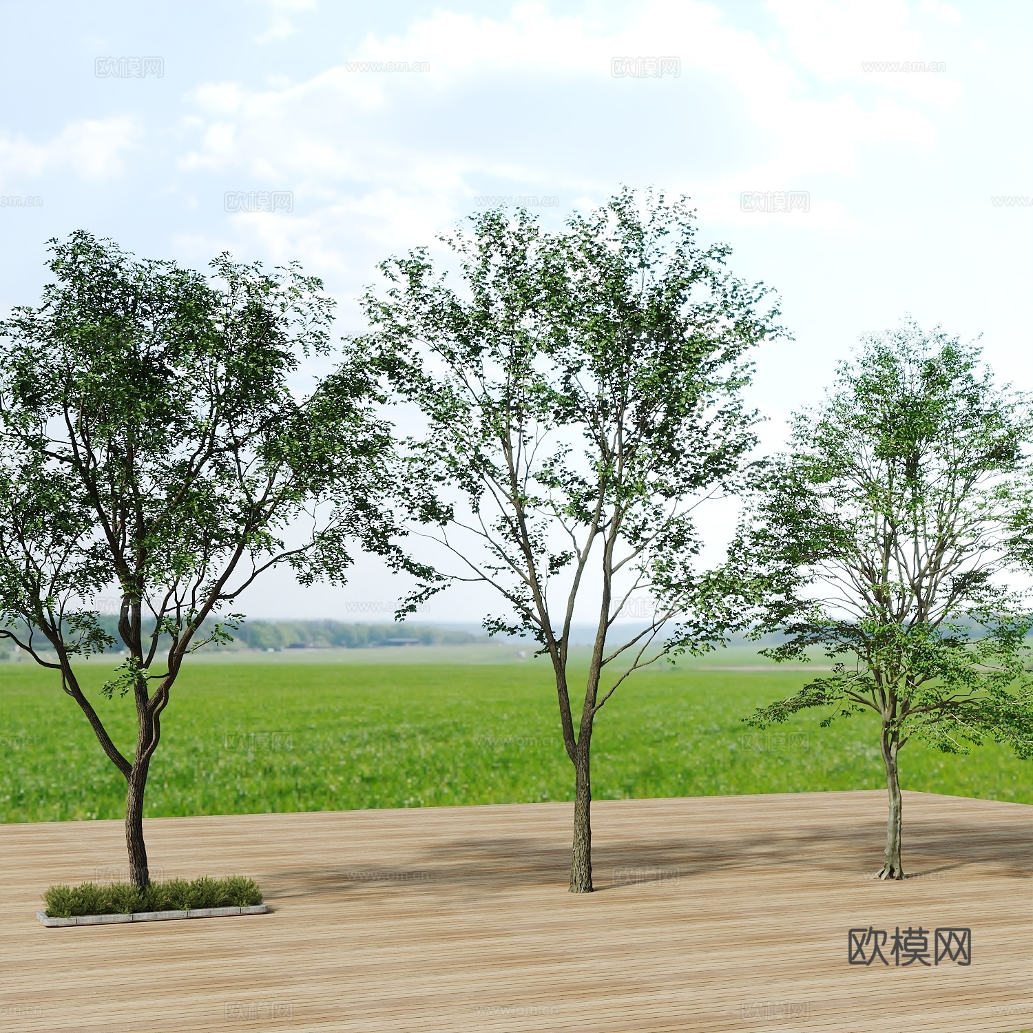 树景观树绿植树绿化树3d模型