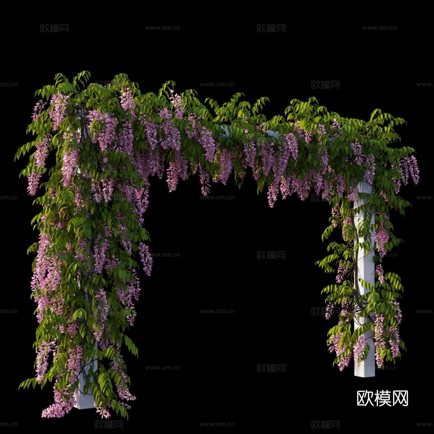 紫藤3d模型