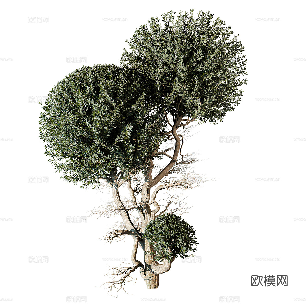 景观树3d模型