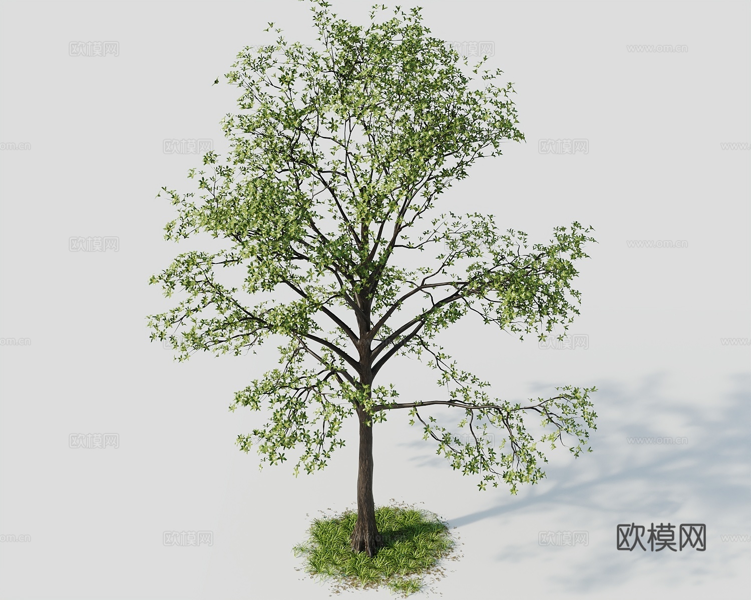 树景观树绿植树绿化树3d模型