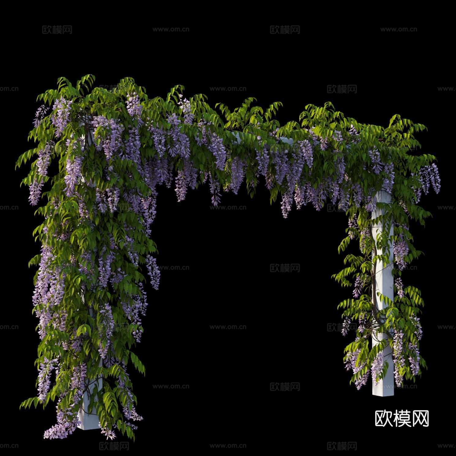 紫藤3d模型