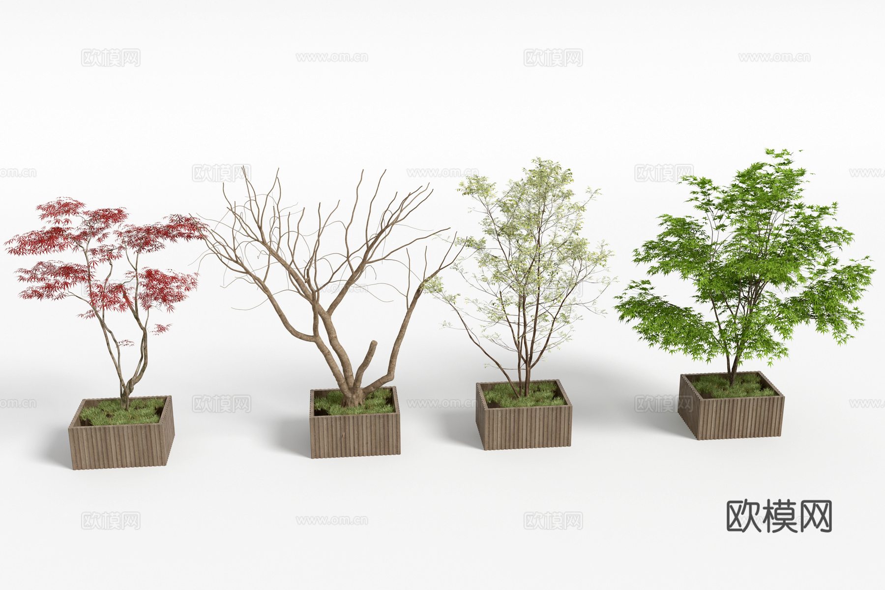现代枫树树木景观树3d模型