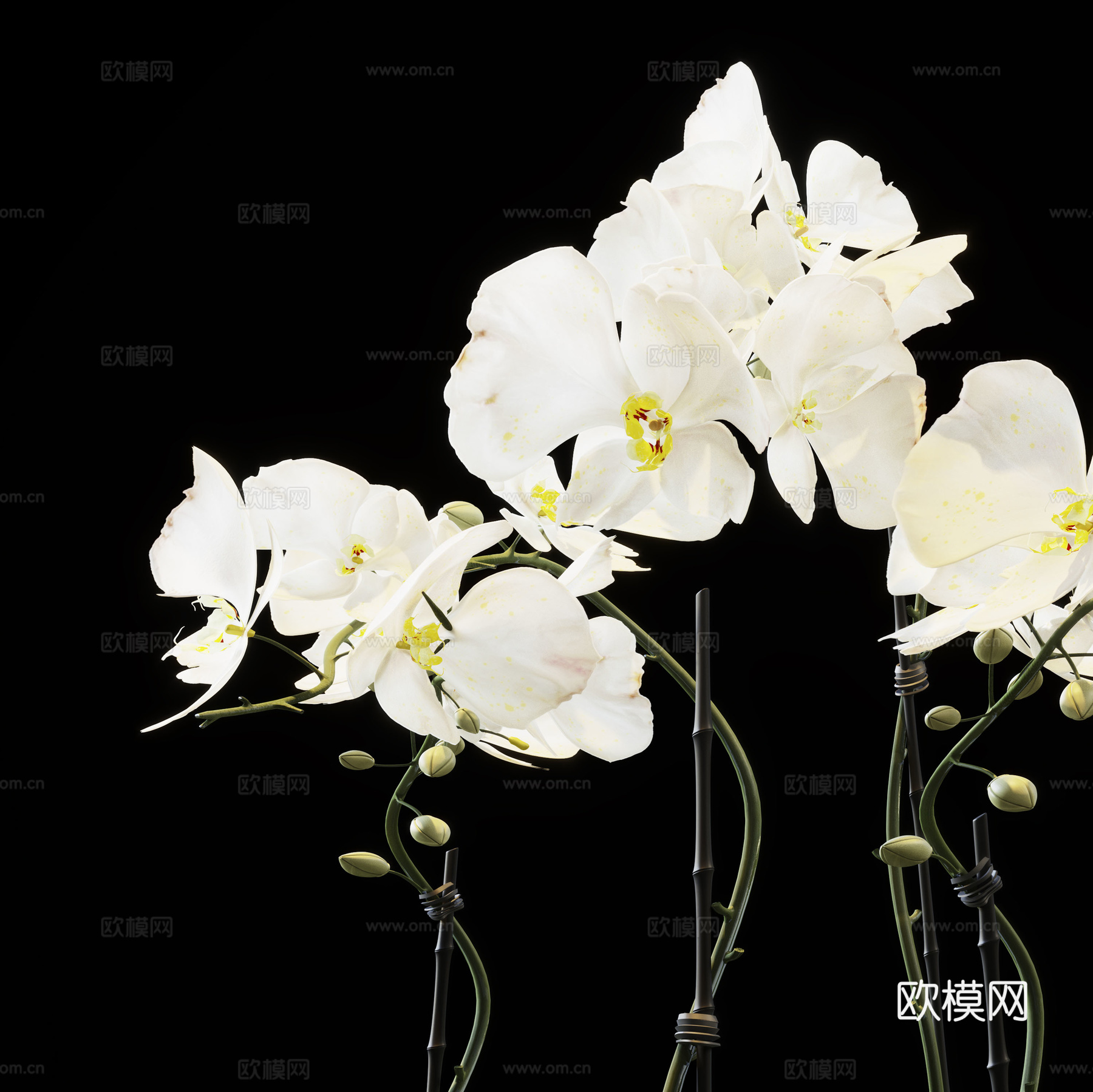 兰花 花盆3d模型