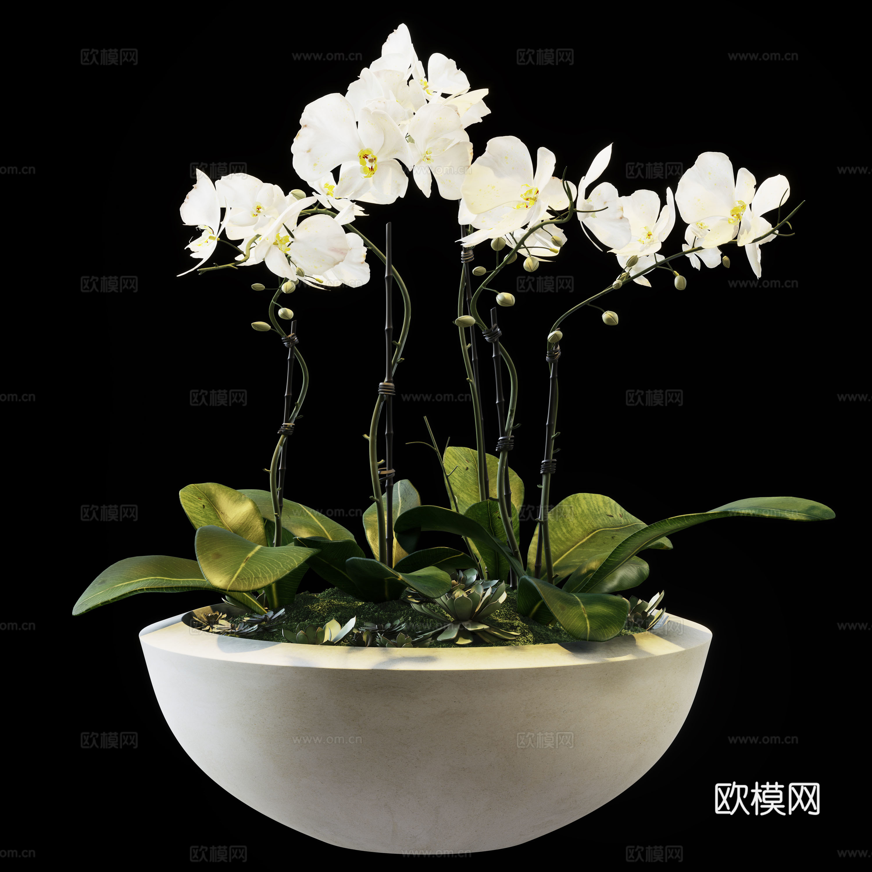 兰花 花盆3d模型