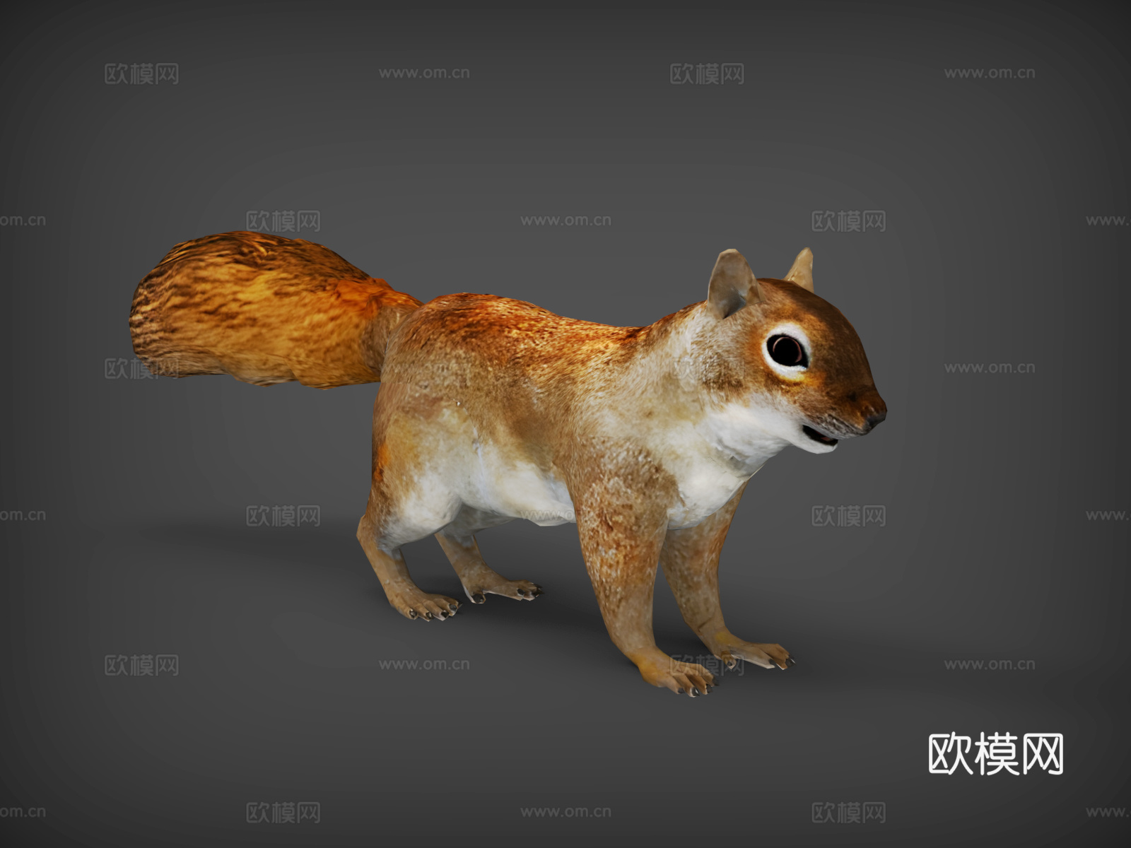 松鼠  卡通松鼠  动画松鼠  松子3d模型