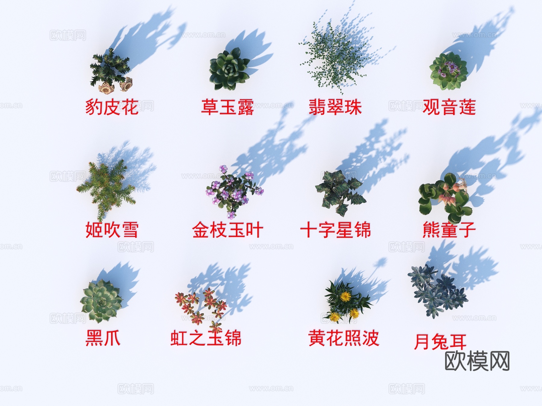 灌木花草 植物类 豹皮花 草玉露 翡翠珠 观音莲 黑爪3d模型