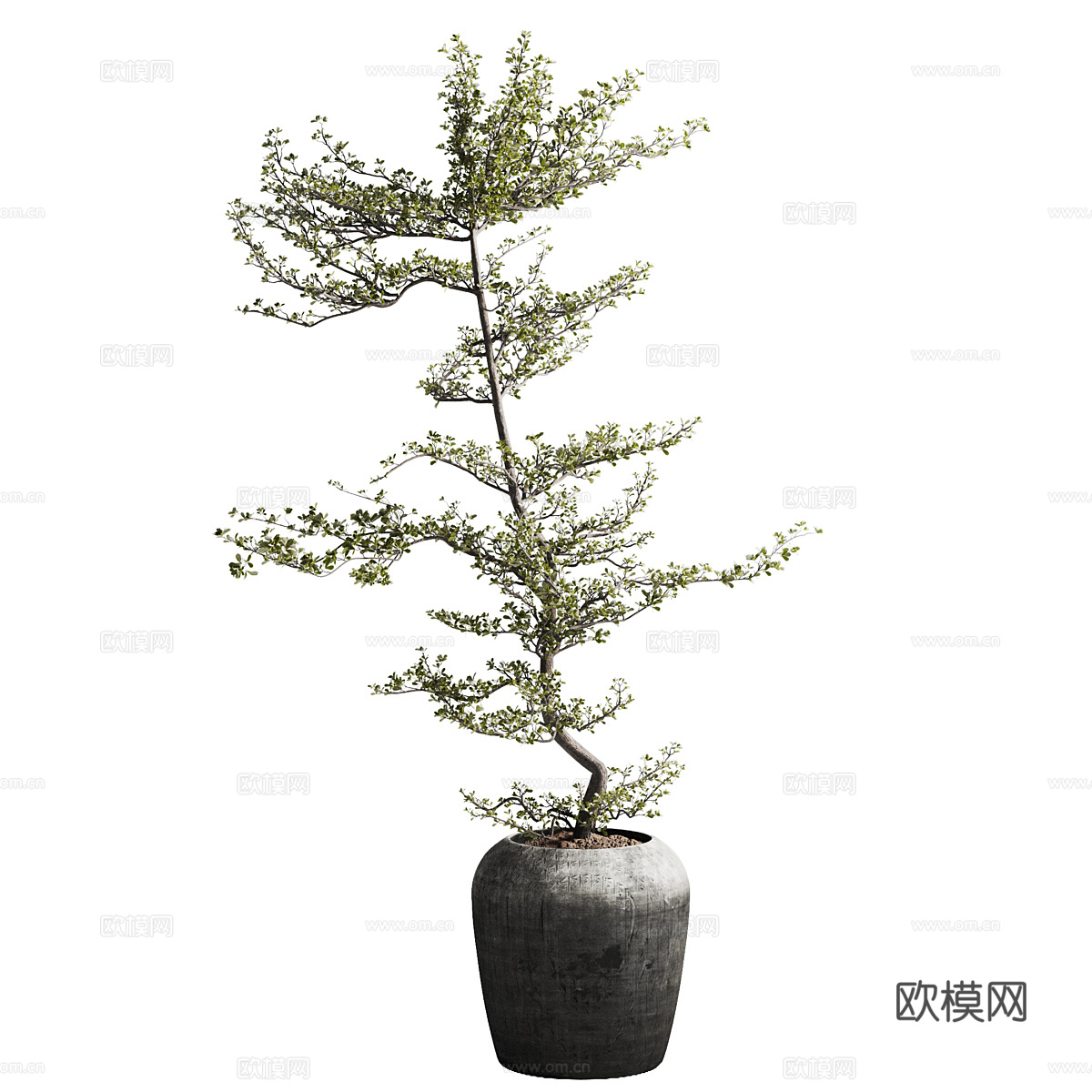新中式侘寂橄榄树盆栽3d模型