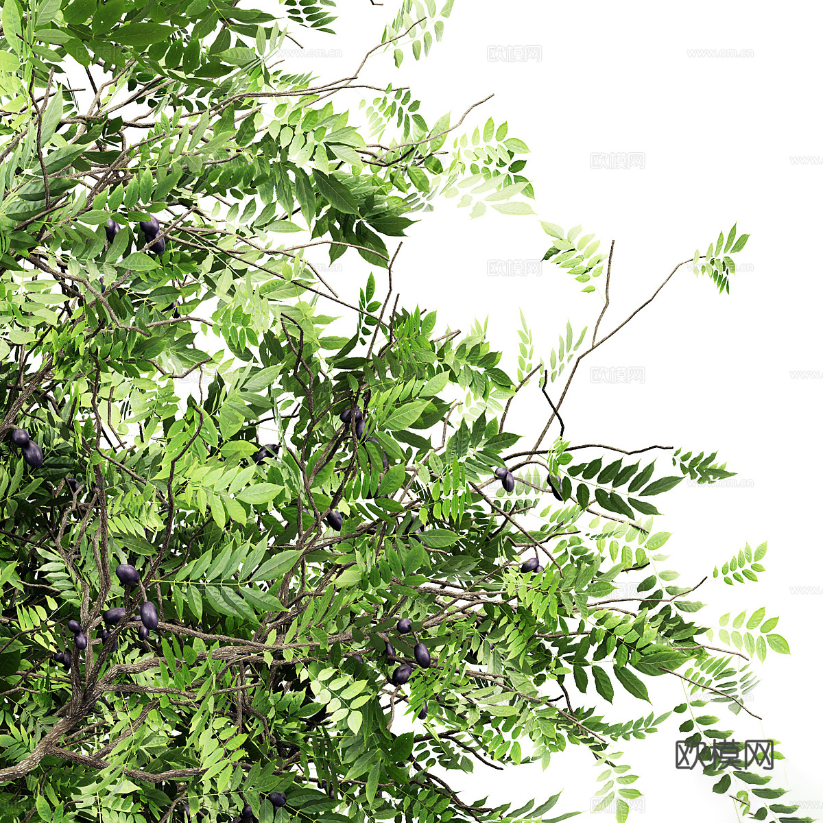 非洲橄榄树3d模型