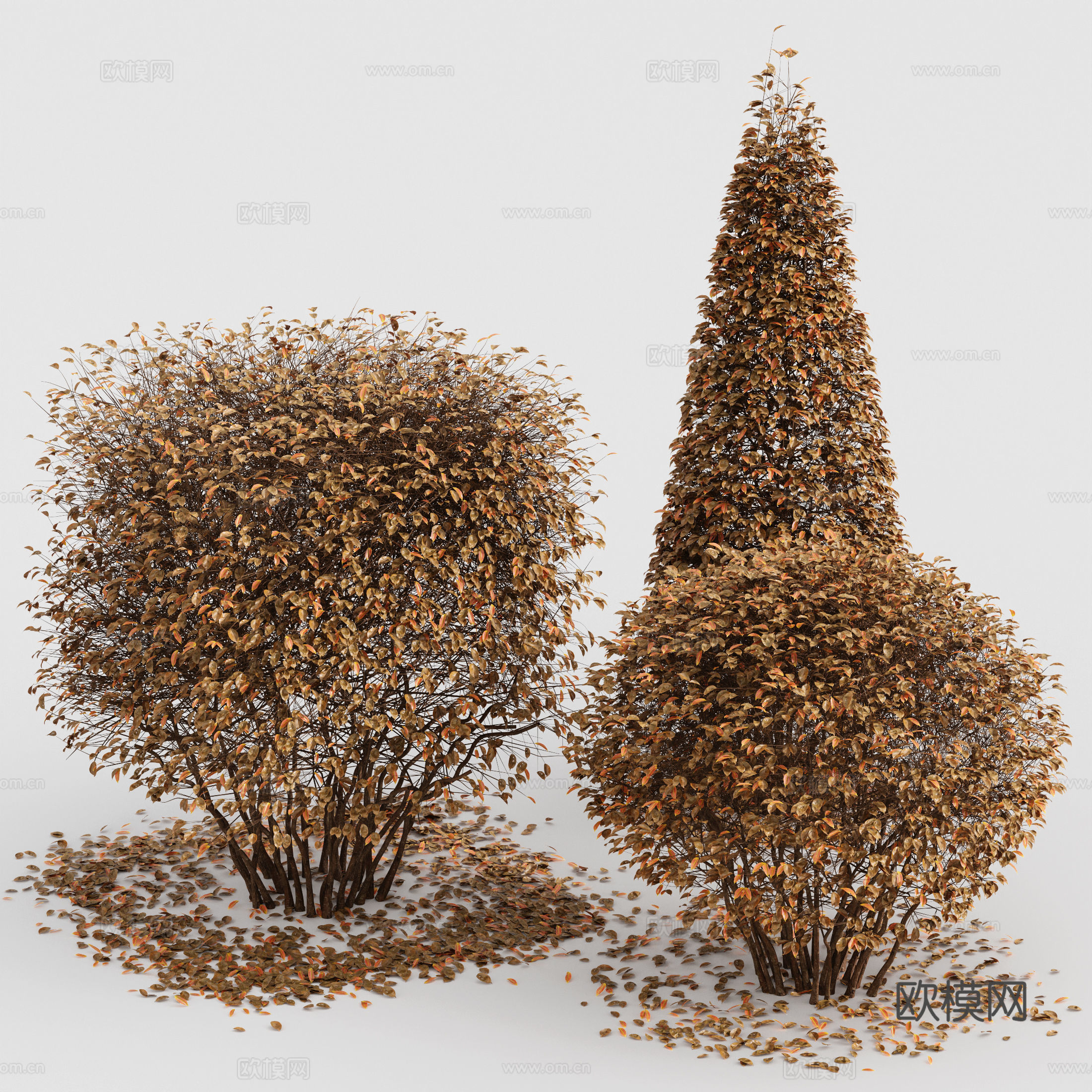 冬青 秋季灌木3d模型