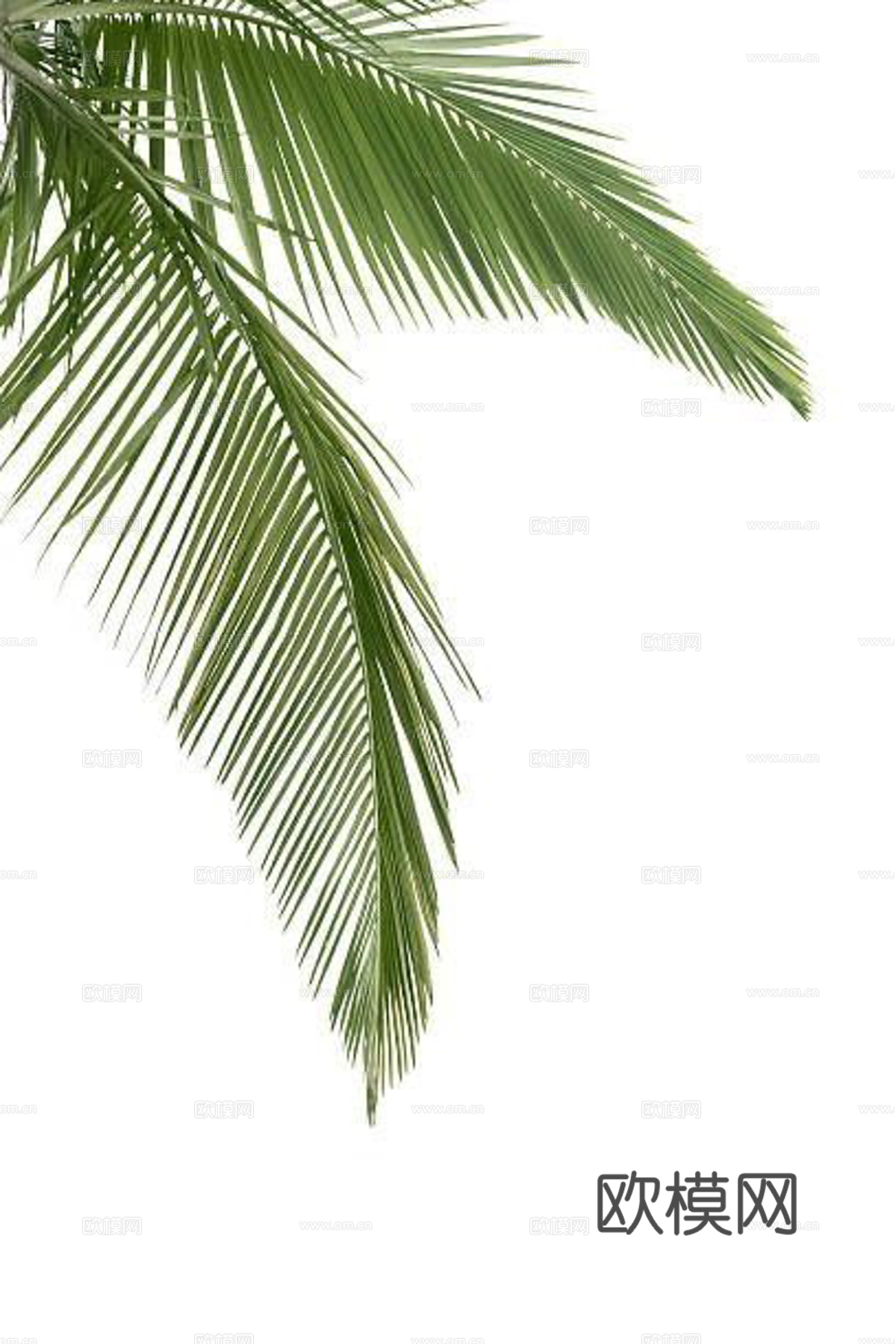 植物装饰画下载