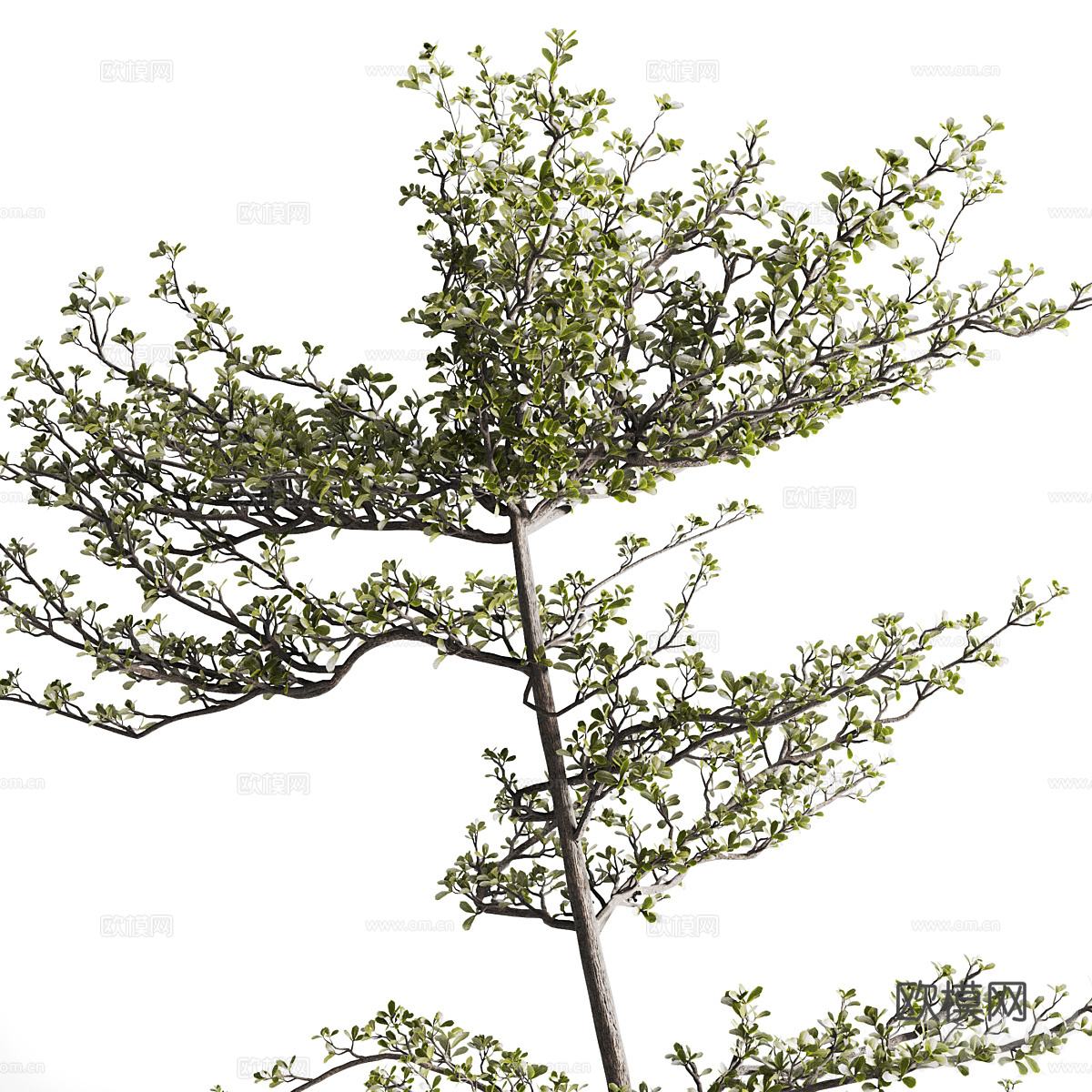 新中式侘寂橄榄树盆栽3d模型