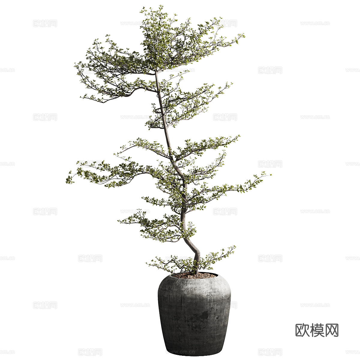 新中式侘寂橄榄树盆栽3d模型