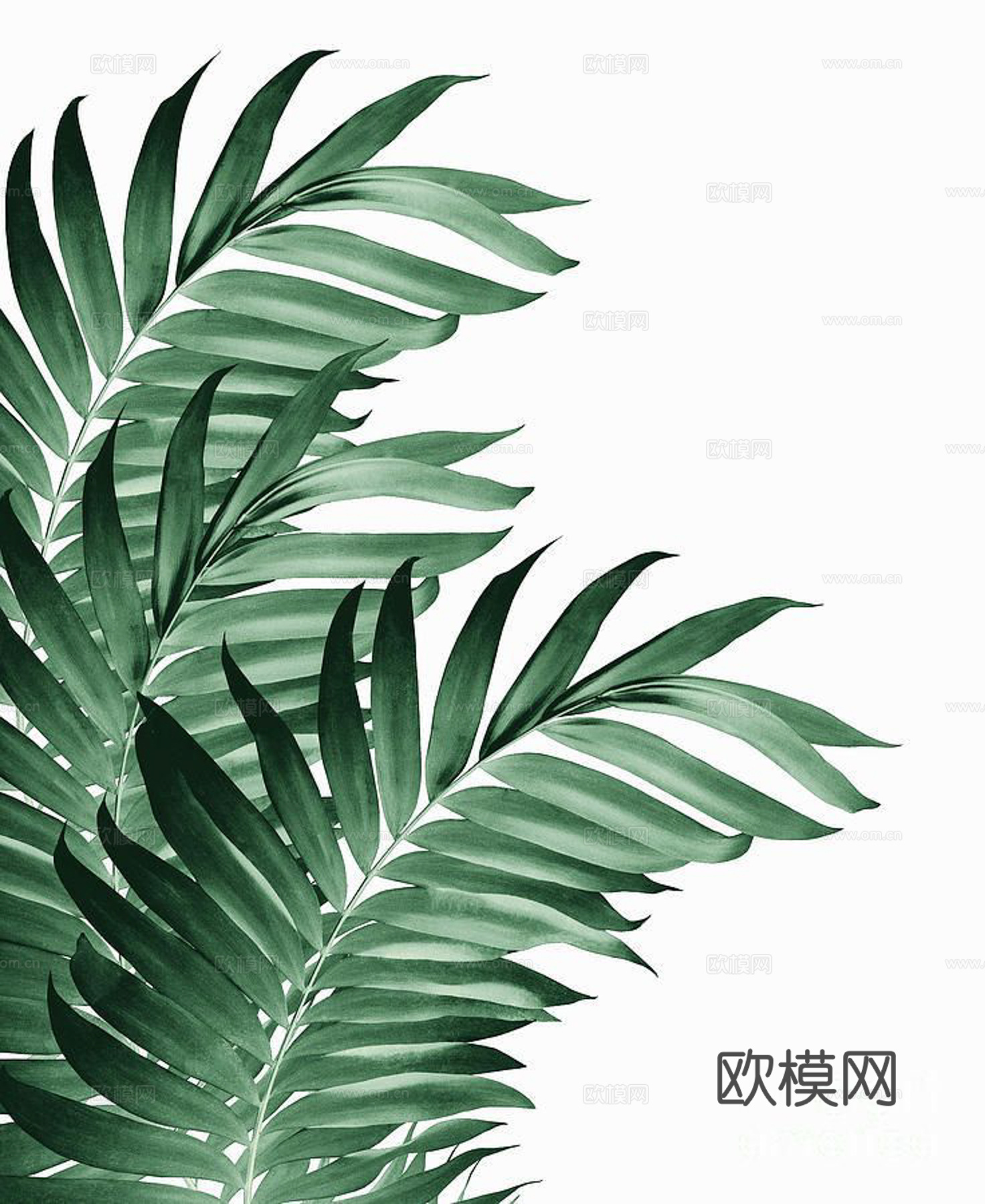 植物装饰画下载