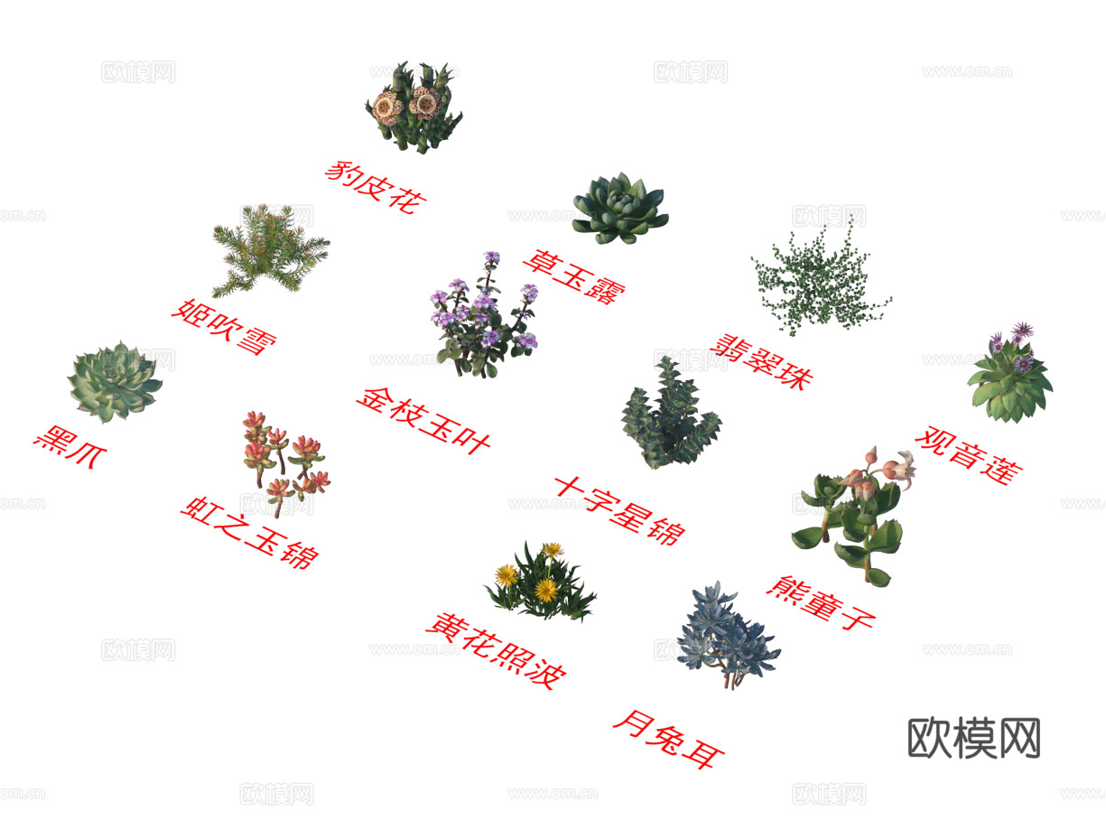 灌木花草 植物类 豹皮花 草玉露 翡翠珠 观音莲 黑爪