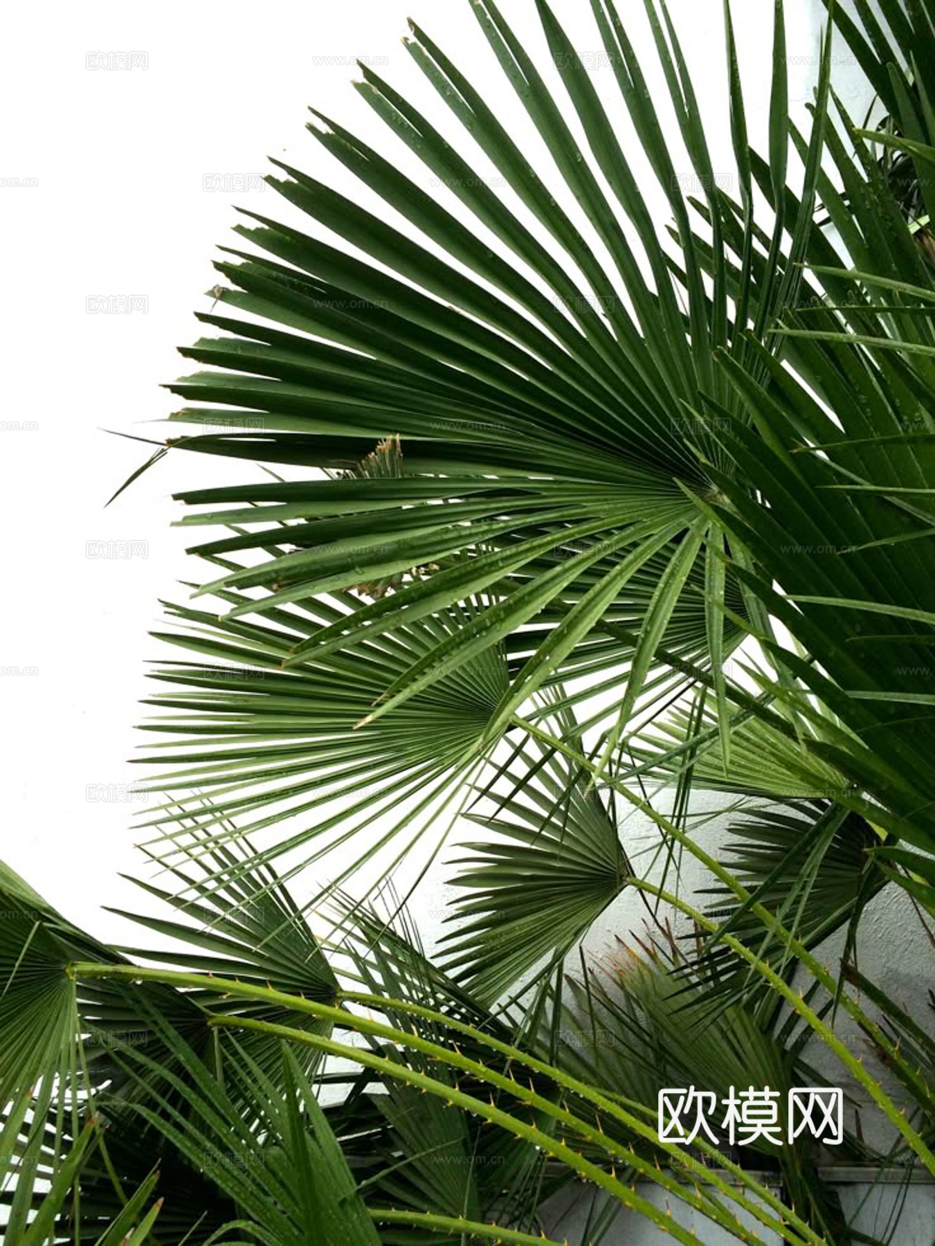 植物装饰画下载