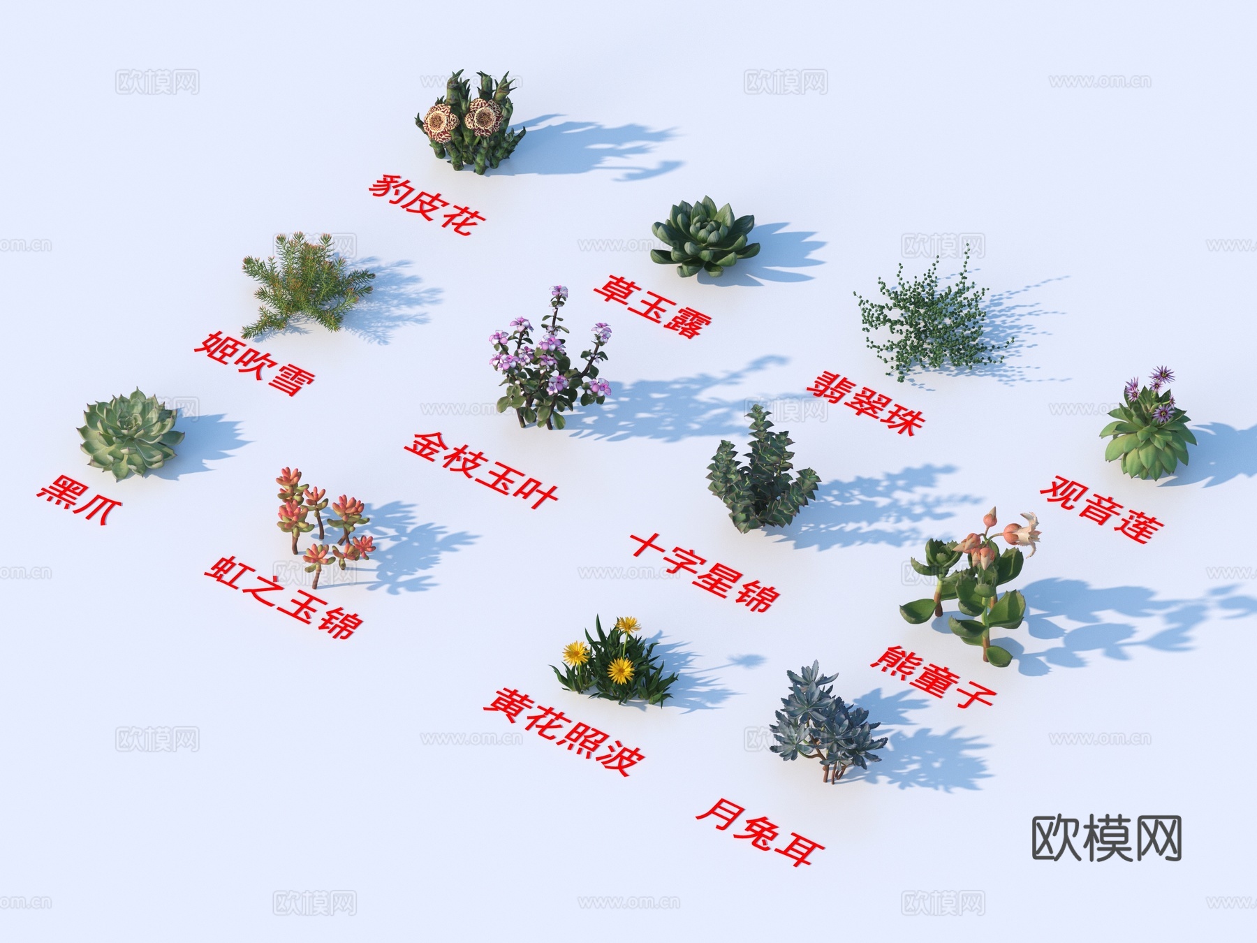 灌木花草 植物类 豹皮花 草玉露 翡翠珠 观音莲 黑爪3d模型