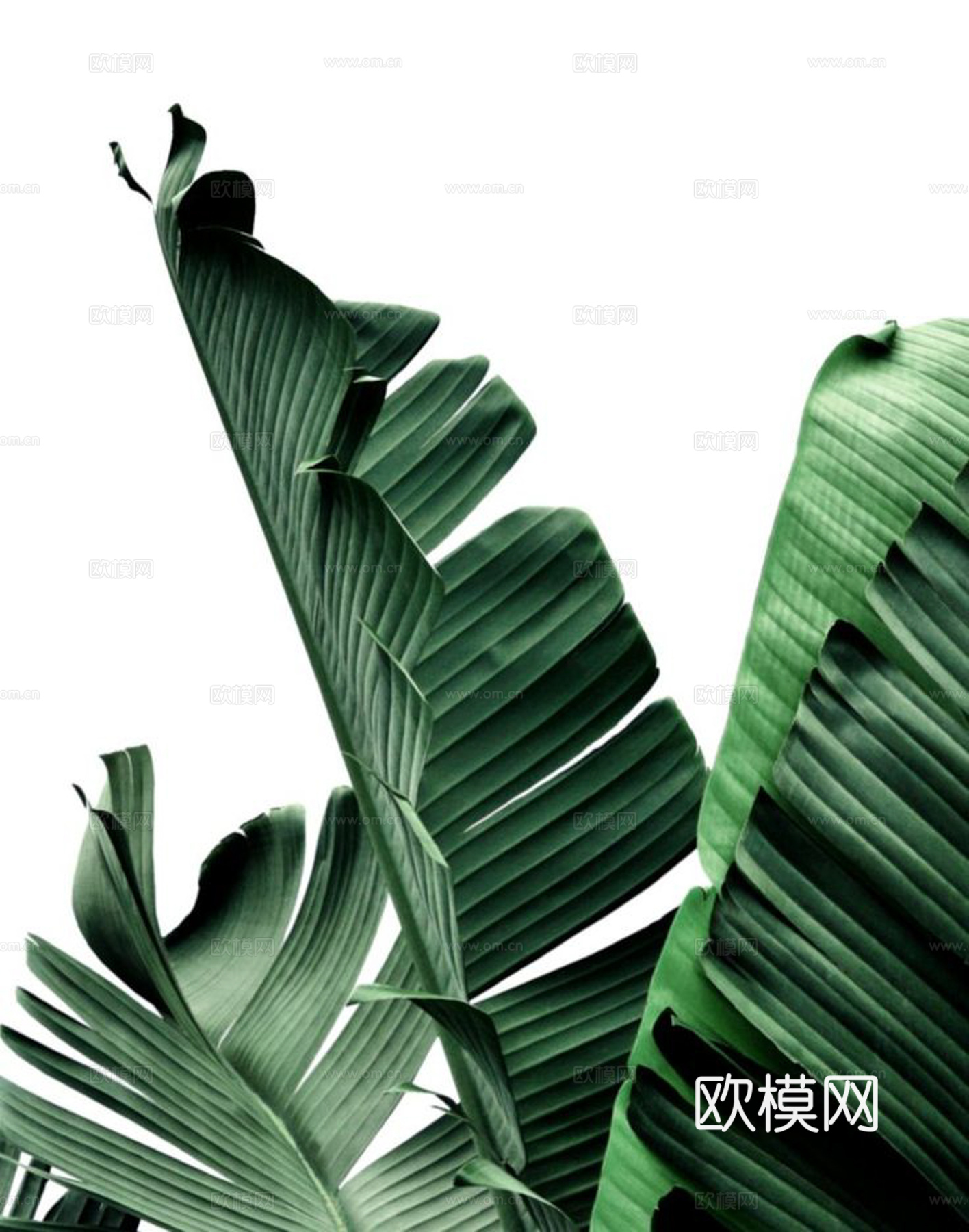 植物装饰画下载