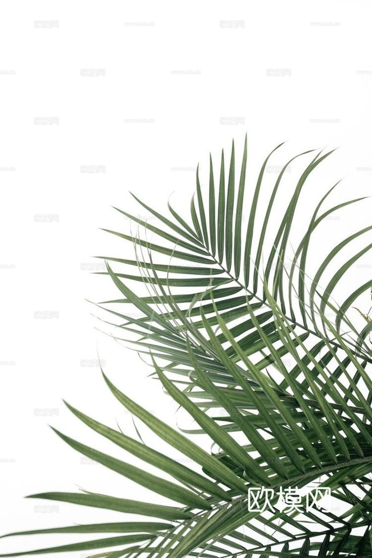 植物装饰画下载