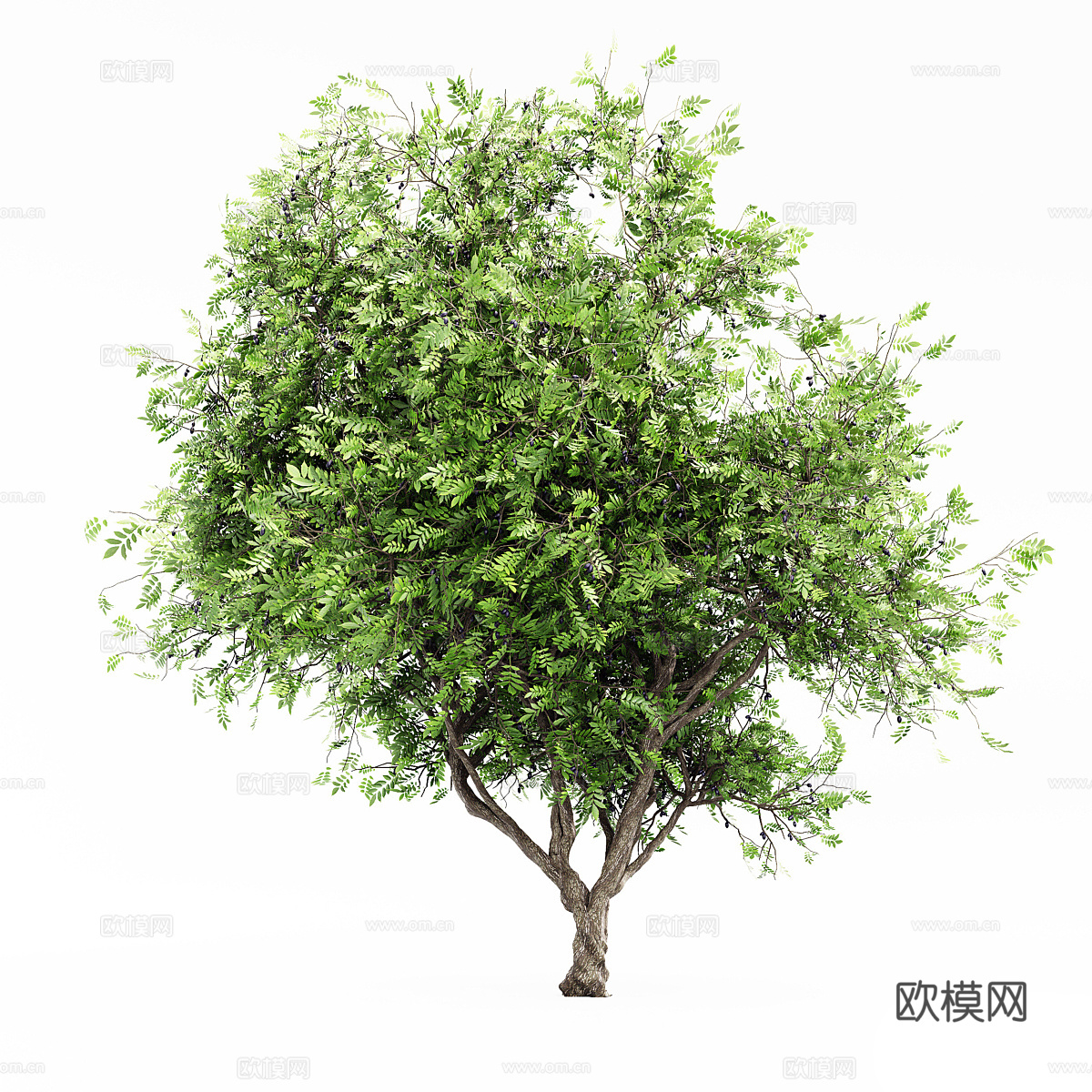 非洲橄榄树3d模型
