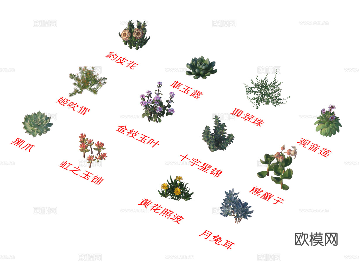 灌木花草 植物类 豹皮花 草玉露 翡翠珠 观音莲 黑爪