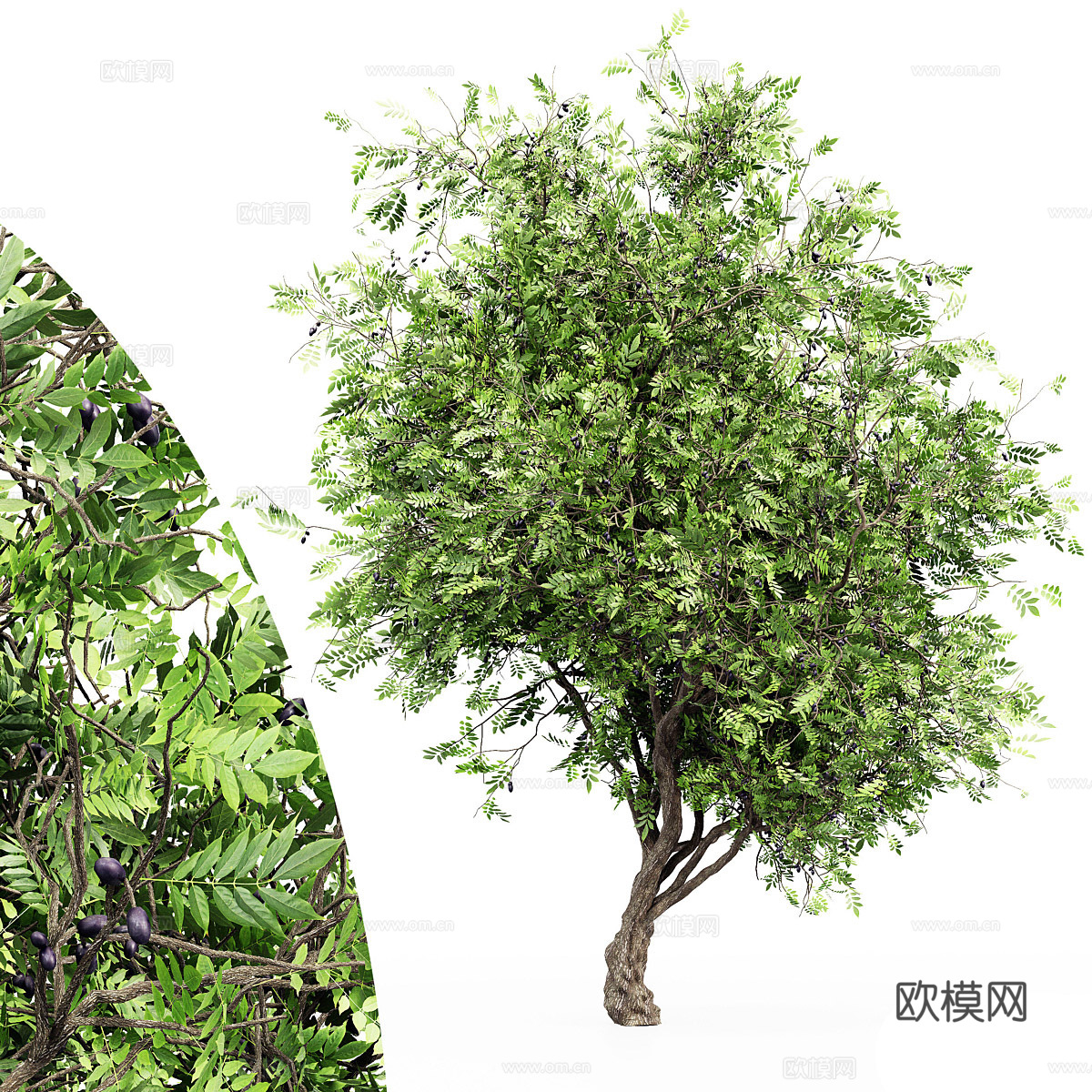 非洲橄榄树3d模型