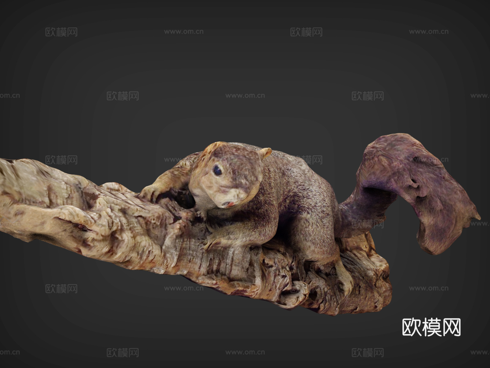 松鼠  松鼠爬树  可通松鼠  动画松鼠   一只松鼠3d模型